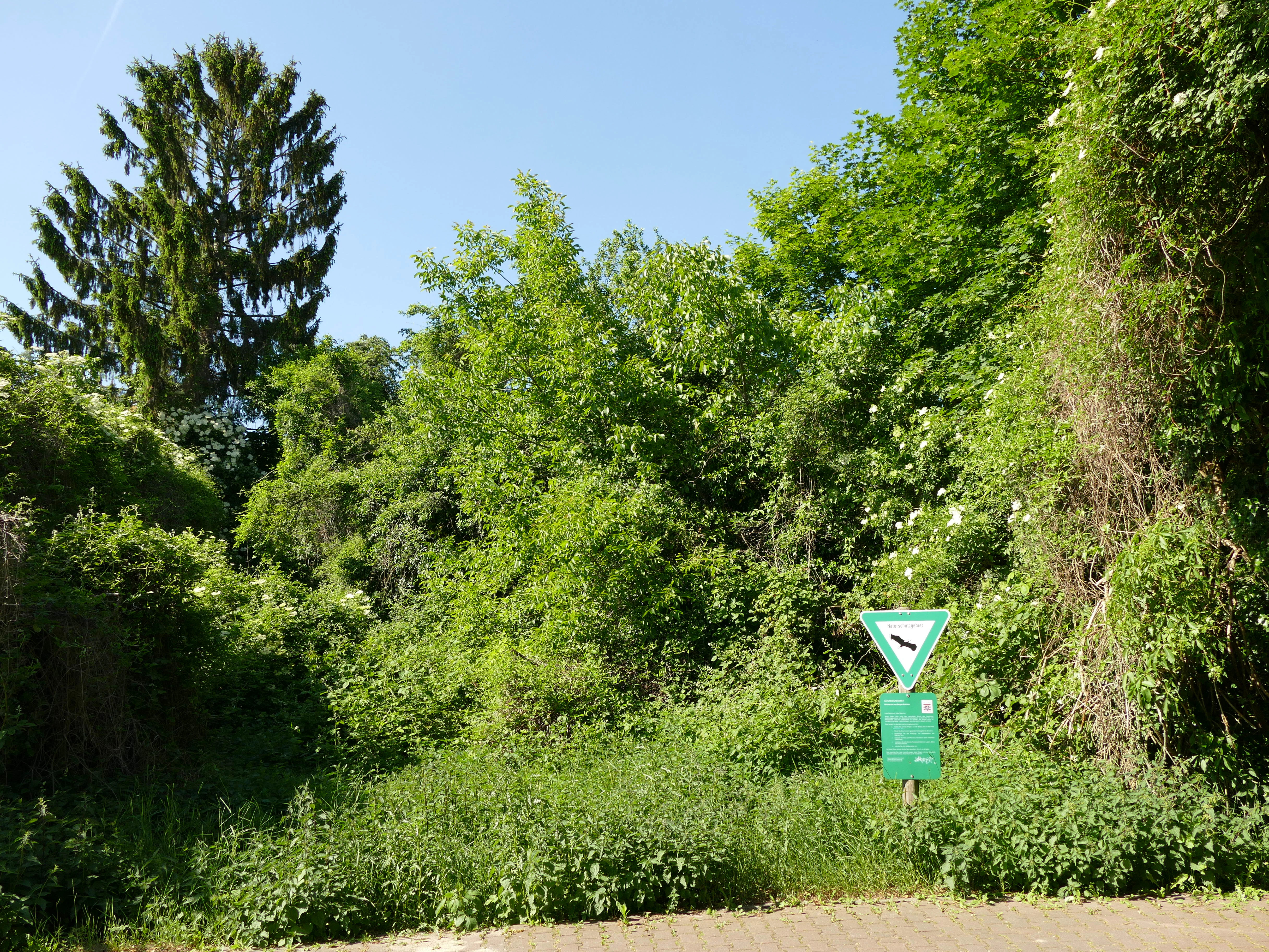 A triangular green and white nature reserve sign stands in front of a dense, lush green forest border.