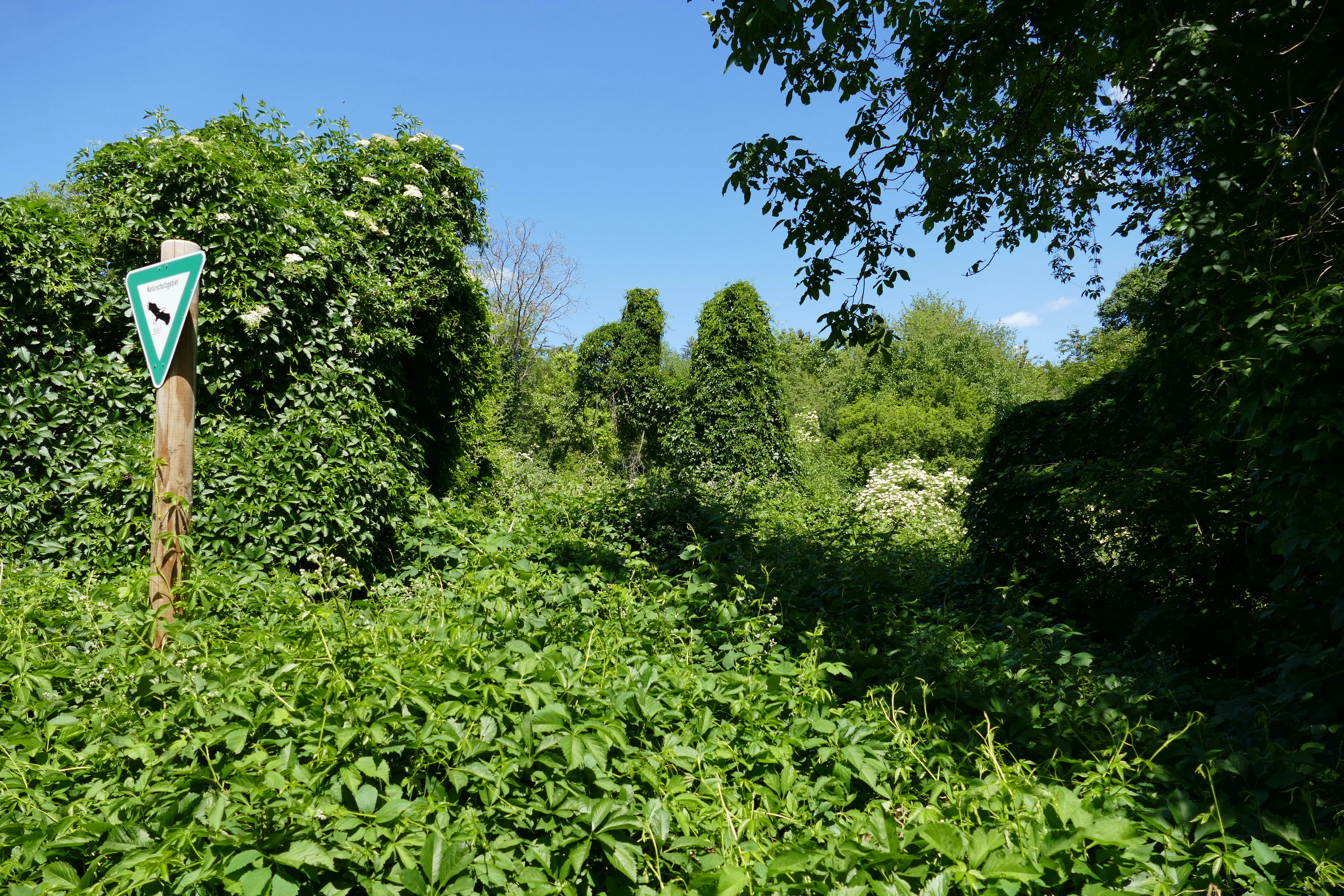 A triangular green nature reserve sign on a wooden post surrounded by dense green vegetation on a clear day.