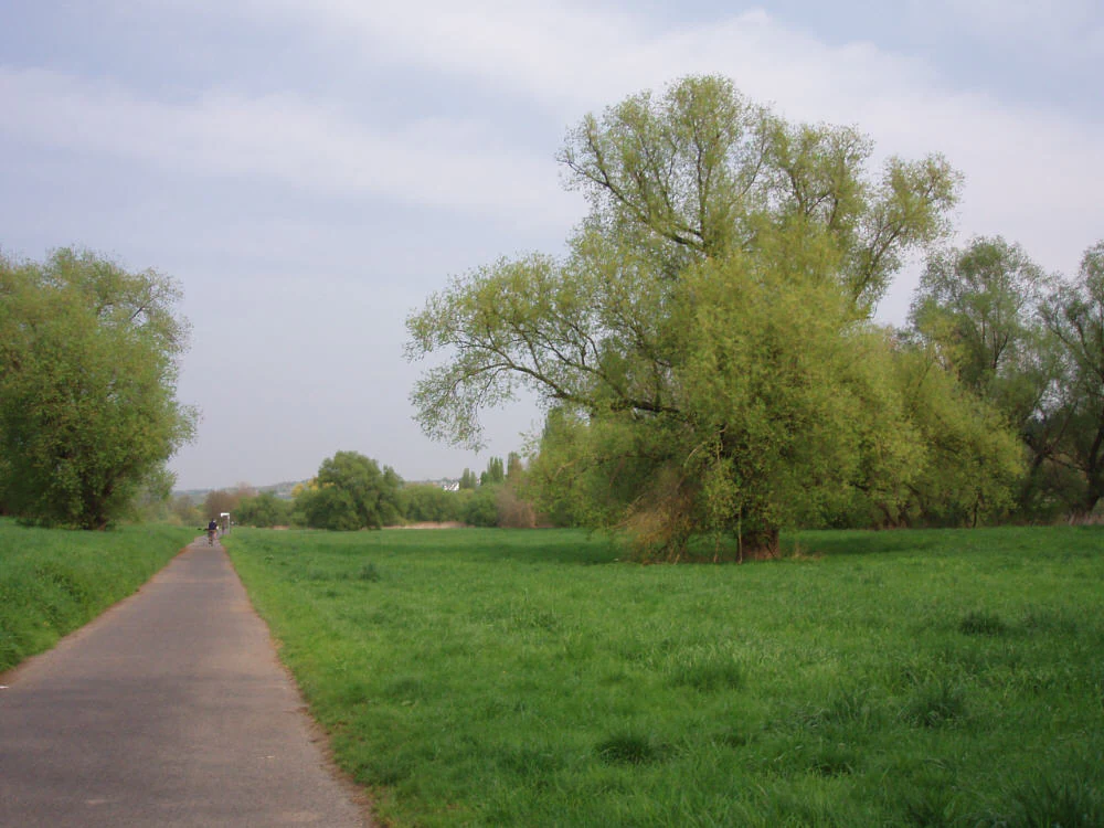A narrow paved path leads through a green meadow with large leafy trees under a cloudy sky.