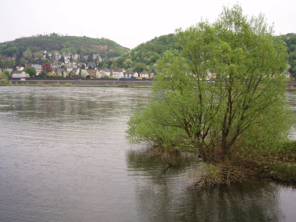 A view of the Ahr river flowing into the wider Rhine, with a leafy green tree on the riverbank in the foreground and a hillside town visible on the far bank.