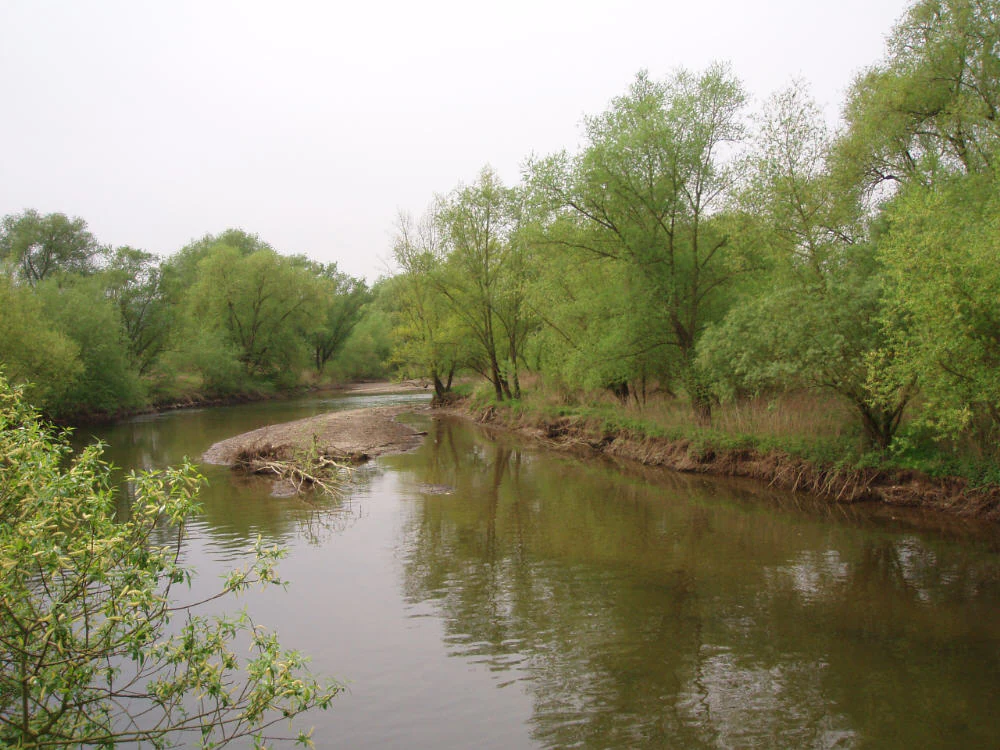 A calm river flowing through a forested area with green trees lining the banks and a small sandbar in the middle.