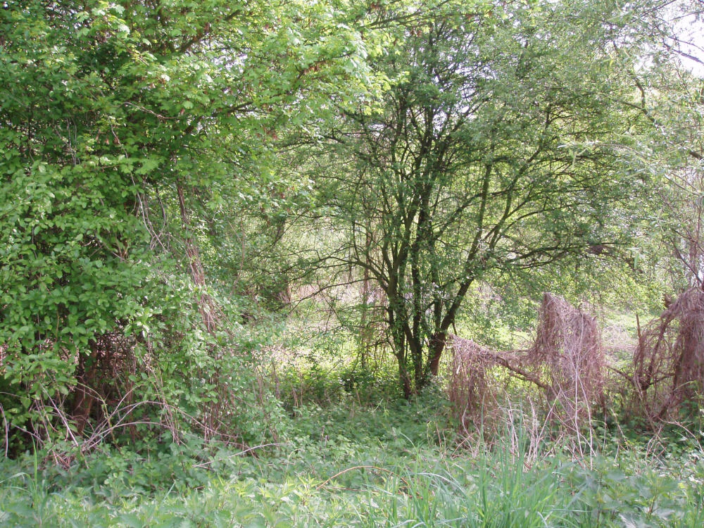 A dense patch of deciduous trees, shrubs, and undergrowth in a natural wooded area.
