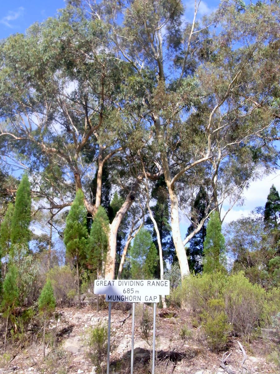 A white metal road sign in Munghorn Gap Nature Reserve reads Great Dividing Range 685m Munghorn Gap, surrounded by eucalyptus and cypress trees.