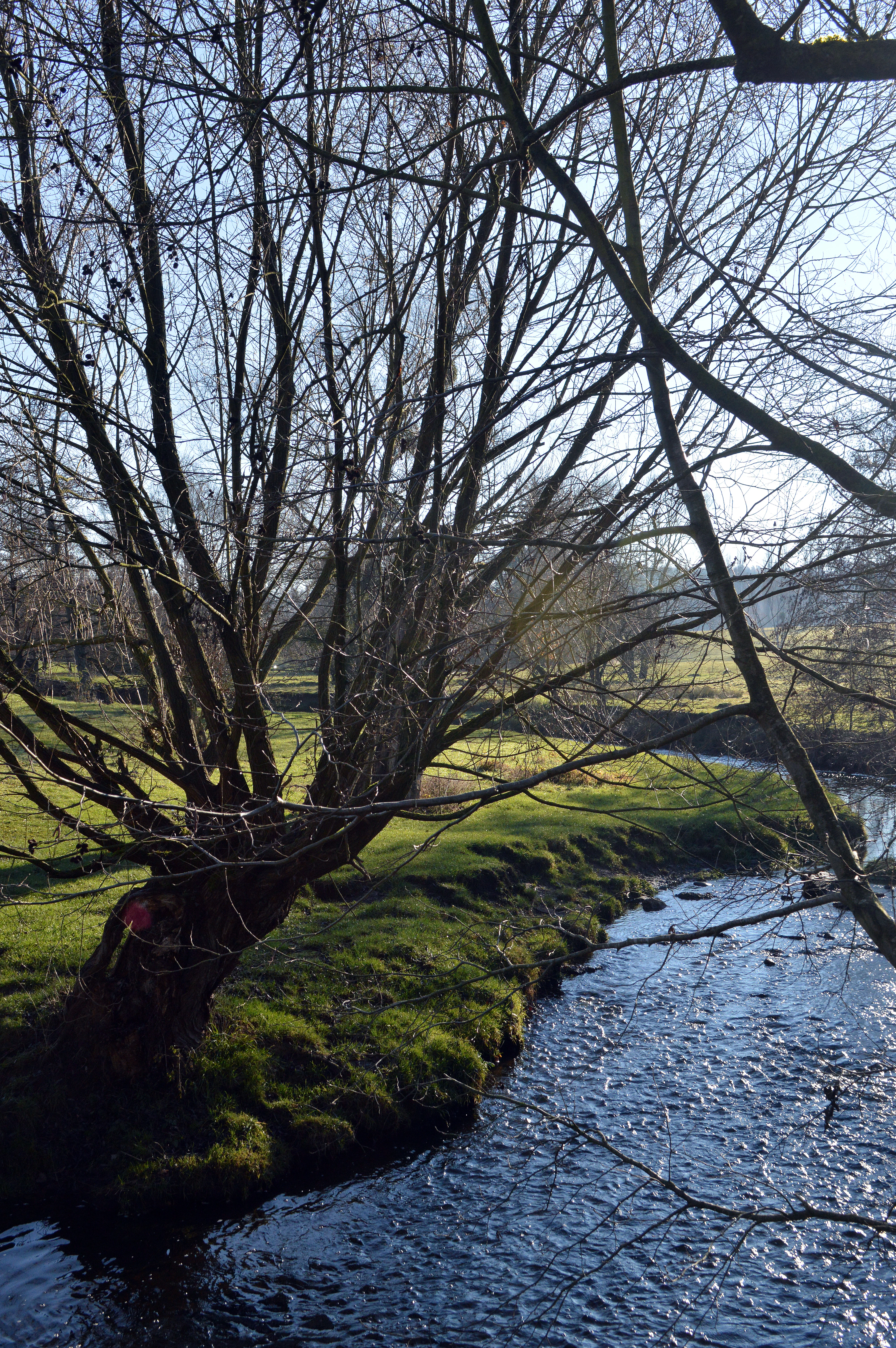 A view of the Inde River winding through a grassy landscape in early winter, with a large, leafless willow tree in the foreground.