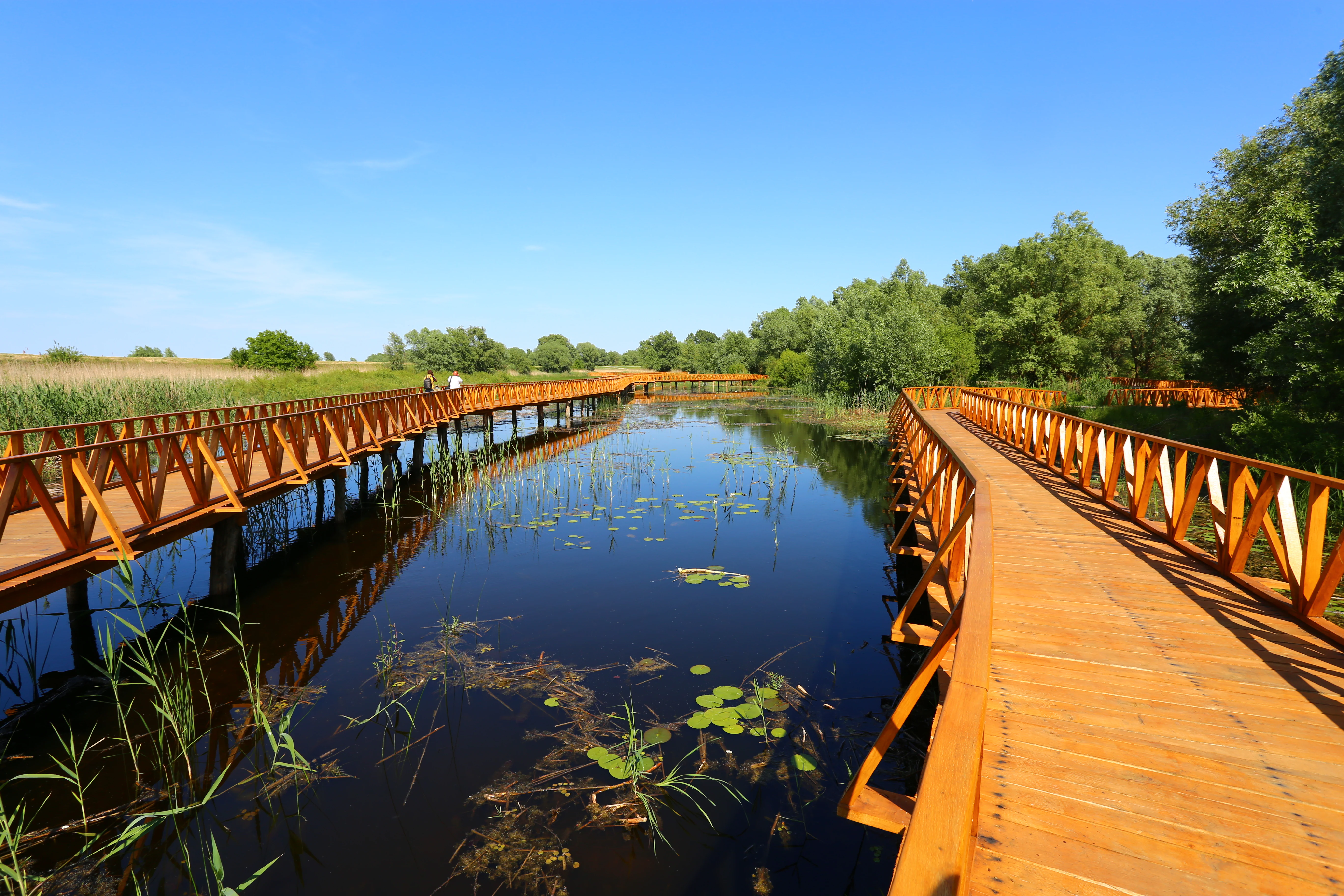 A bright orange wooden boardwalk extends over dark wetland water, with lush green trees and reeds in the background under a clear blue sky.
