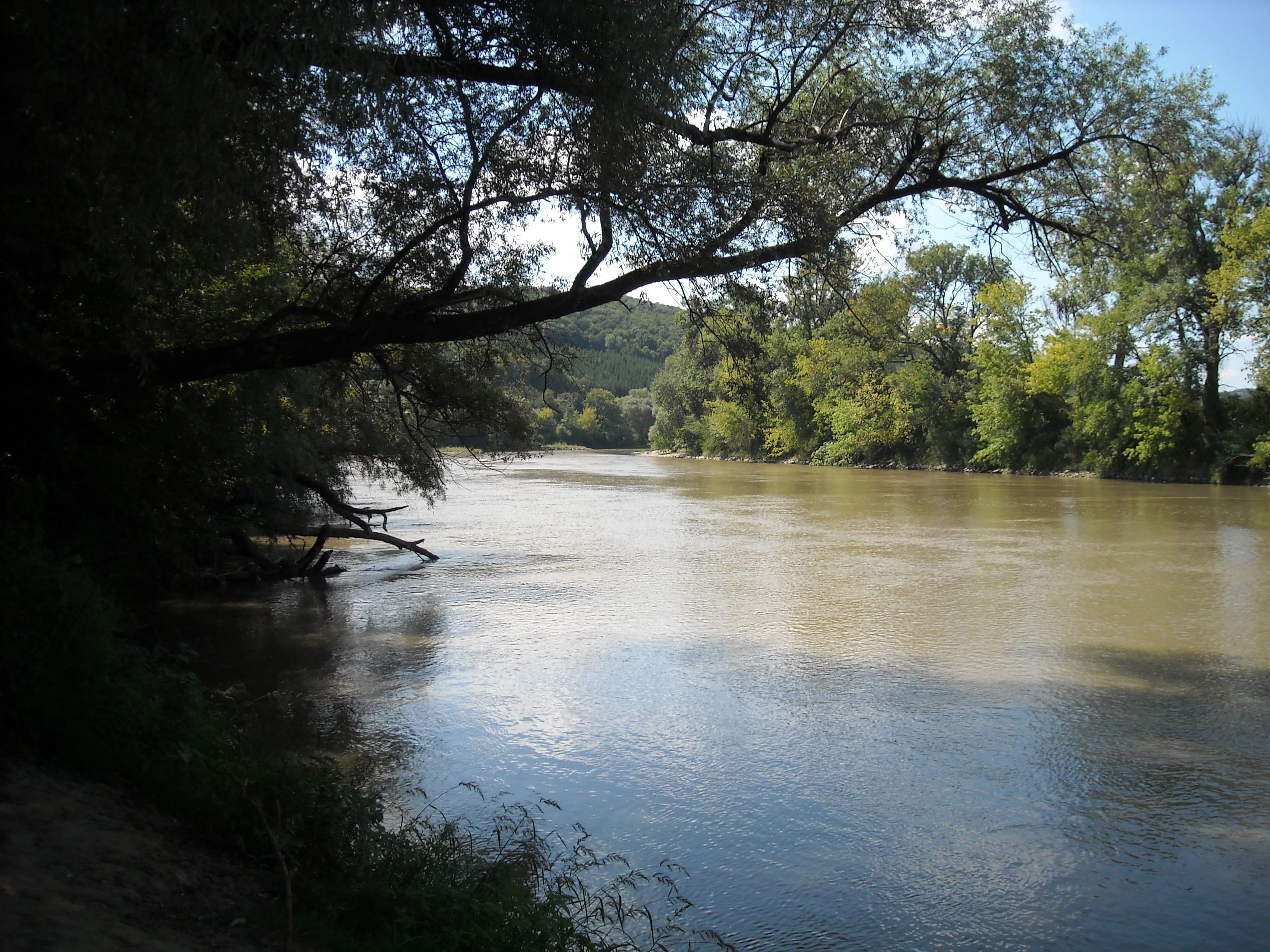River with muddy water flowing past a tree-lined bank with forest in the background
