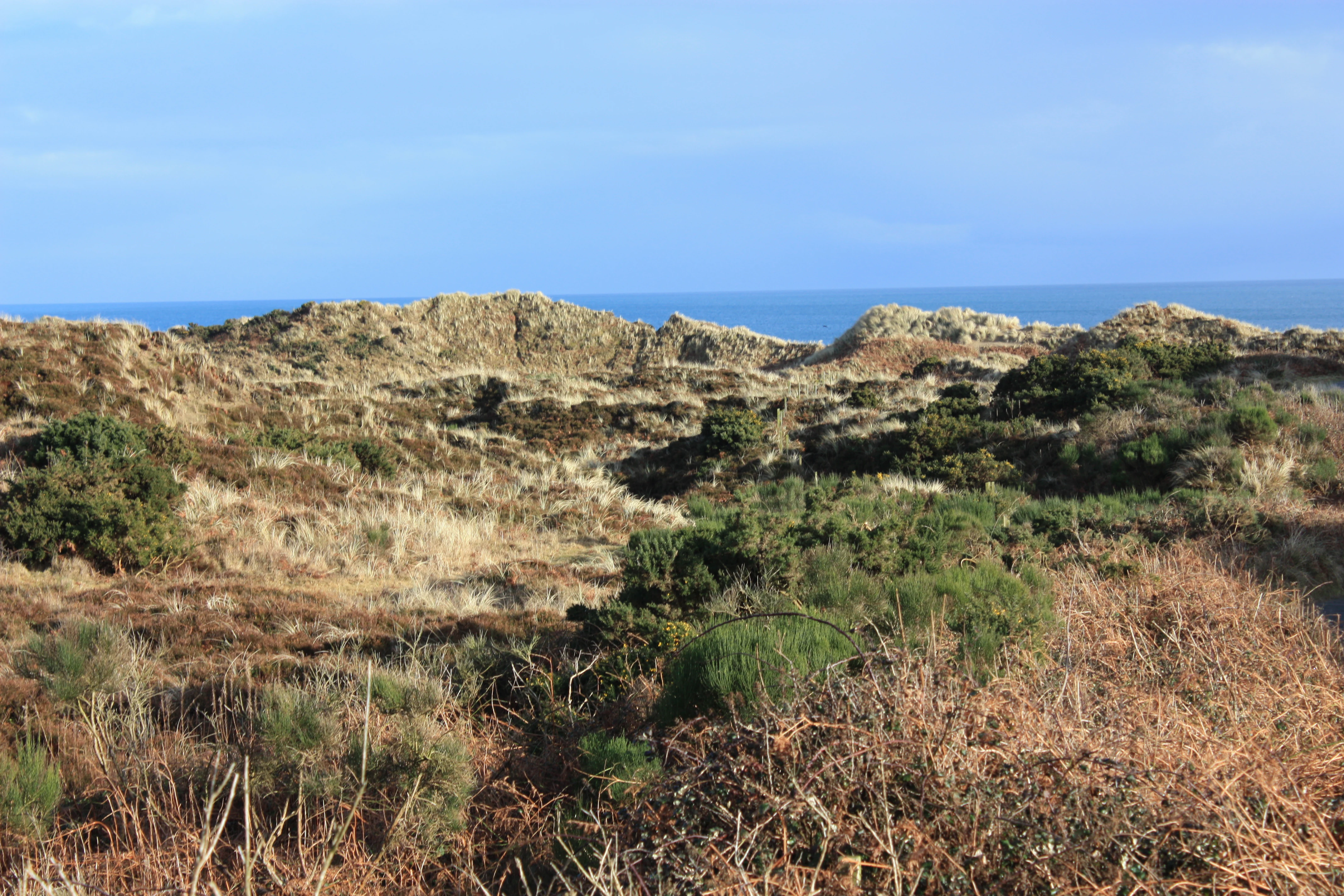 A coastal landscape featuring rolling sand dunes covered in low-lying green and brown heath vegetation under a clear blue sky, with a glimpse of the ocean on the horizon.