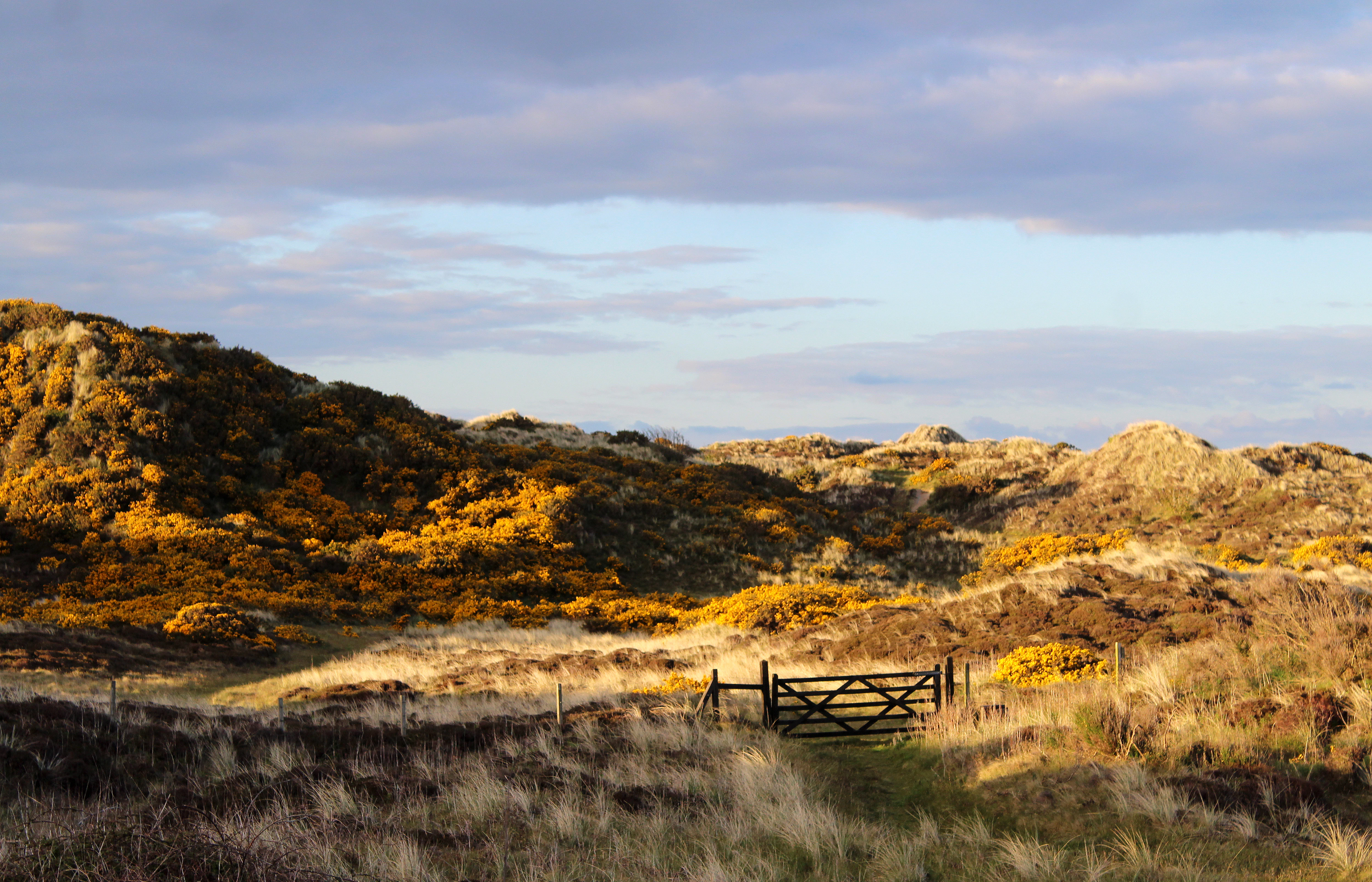 A wide, eye-level shot of undulating sand dunes covered in patches of golden gorse and brown grasses under a soft, overcast sky, with a wooden gate visible in the midground.