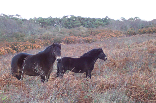 Two dark ponies standing in a brown, brushy field with a background of trees and dune vegetation.