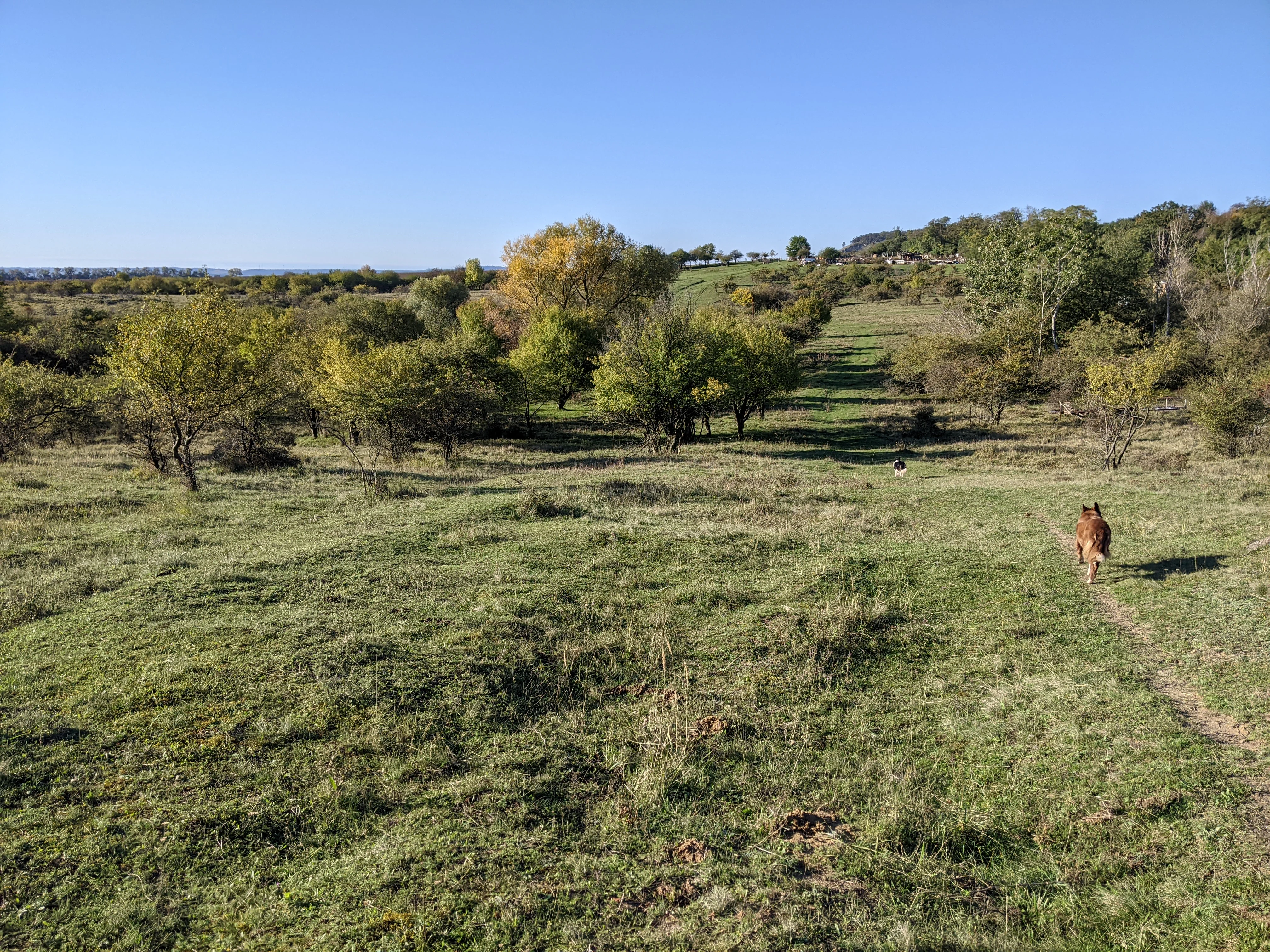 A wide shot of a grassy, slightly uneven hillside in Na cvičišti with scattered deciduous trees and shrubs under a clear blue sky. A brown dog is walking along a faint trail in the mid-right foreground.