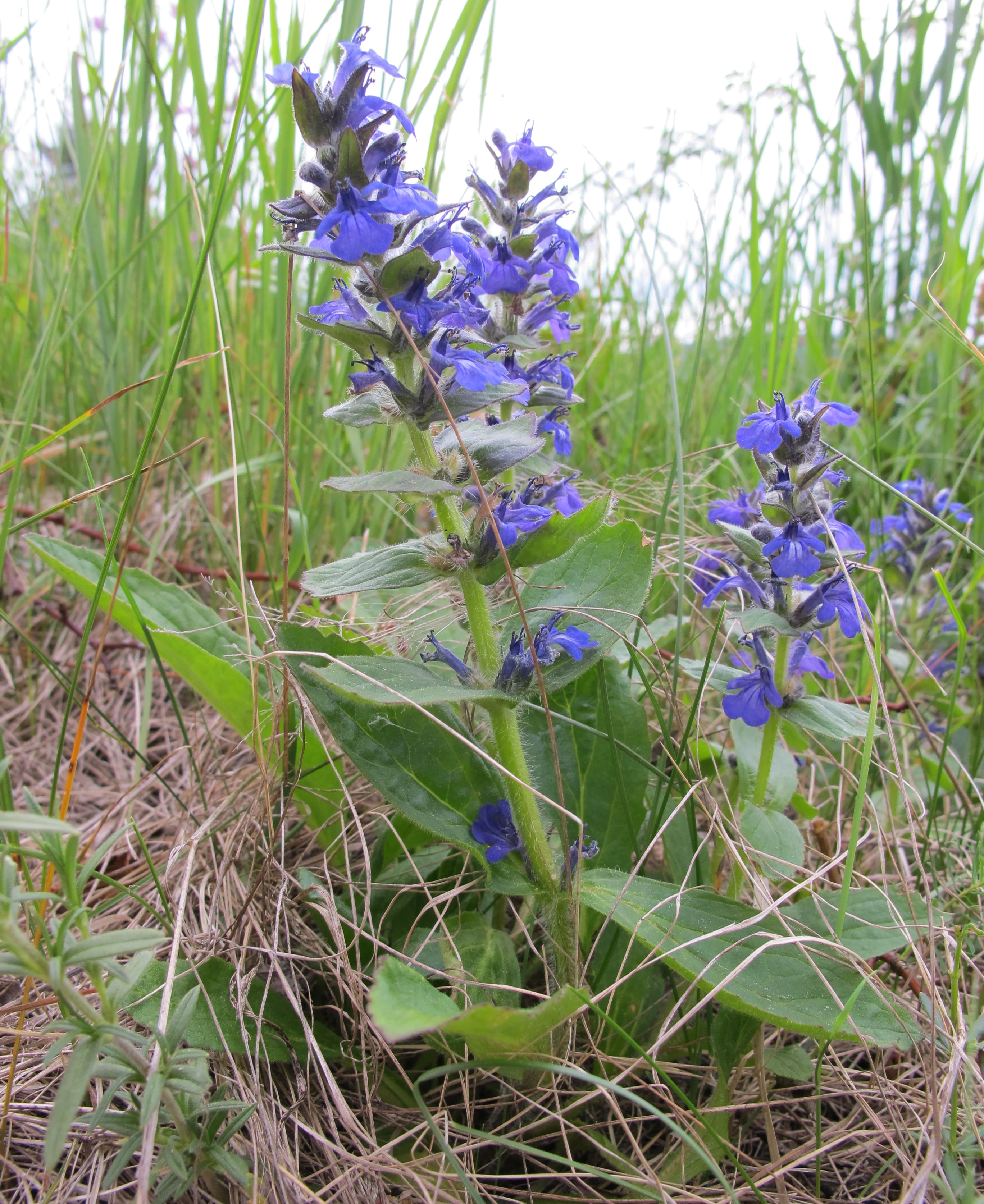 A close-up view of bright blue bugle flower spikes rising above green leaves and dry grass in a field.