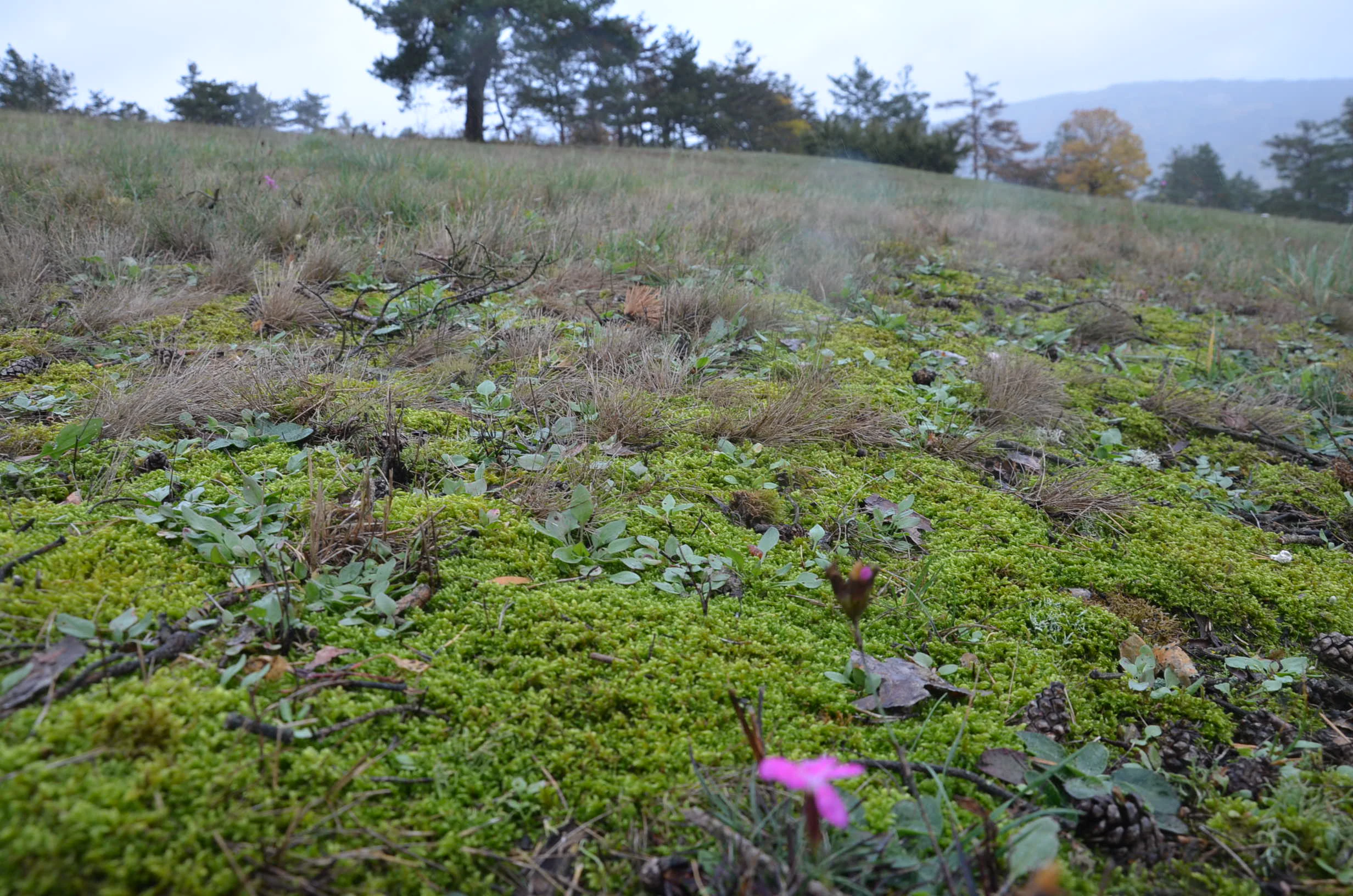 A close up view of low lying mossy ground cover and sparse dry grass on a sloping hillside, with a small pink flower visible in the foreground and a tree line in the background.