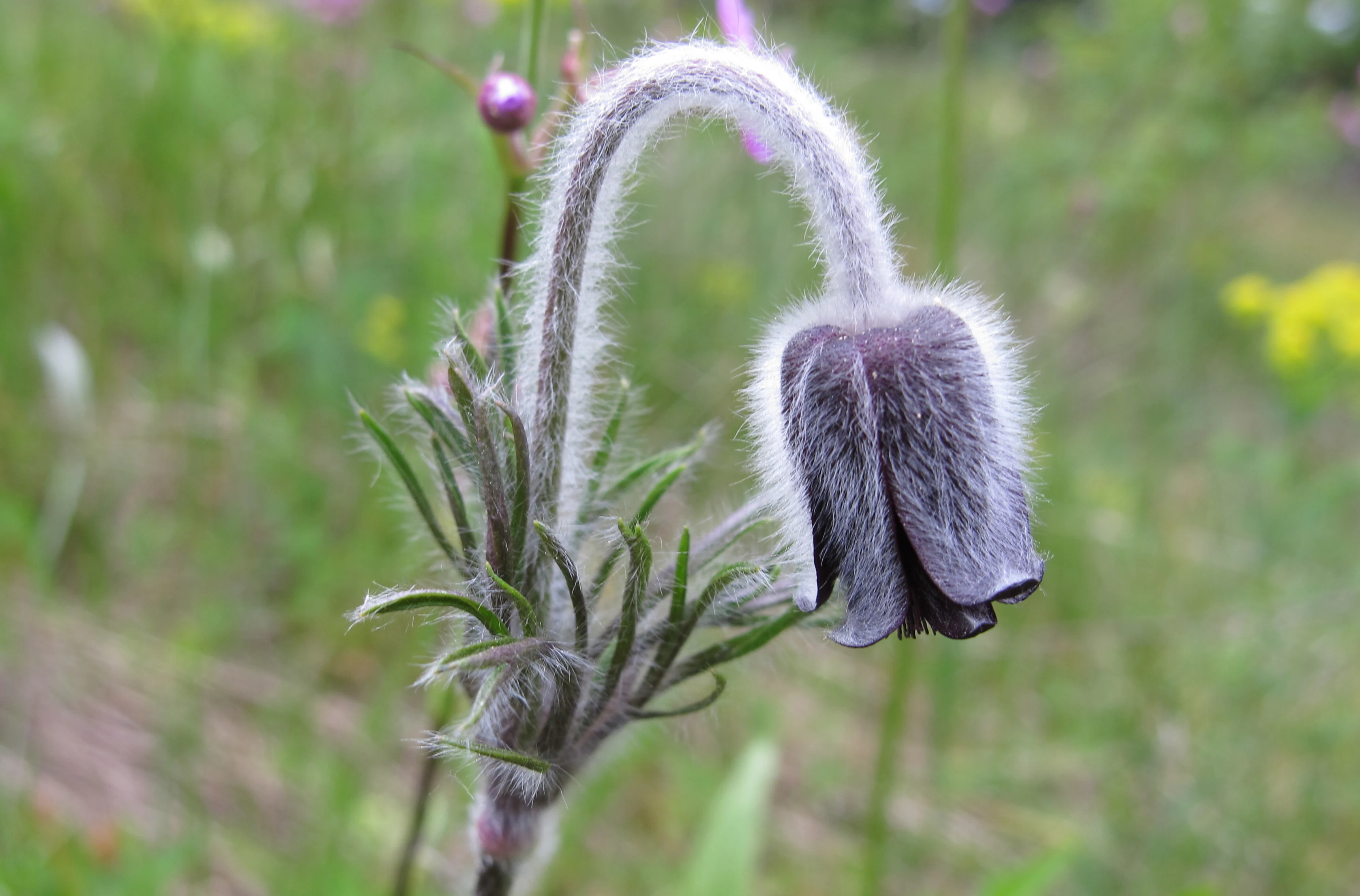 A close-up view of a purple, nodding meadow pasque flower, Pulsatilla pratensis, featuring hairy stems and leaves in a natural meadow setting.