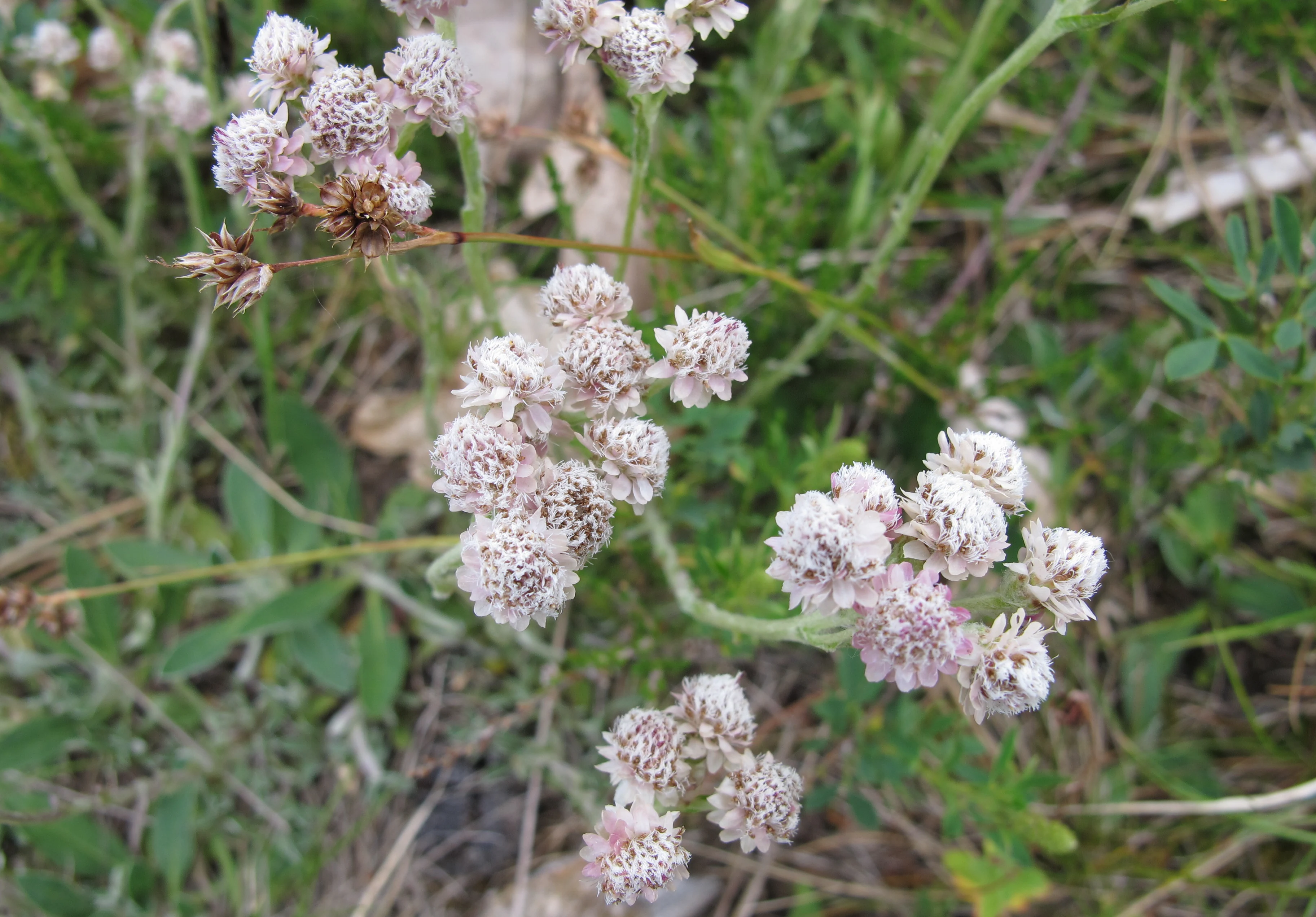 A close-up view of a cluster of small, pale pink and white flowers of Antennaria dioica, surrounded by green grass and sparse vegetation.