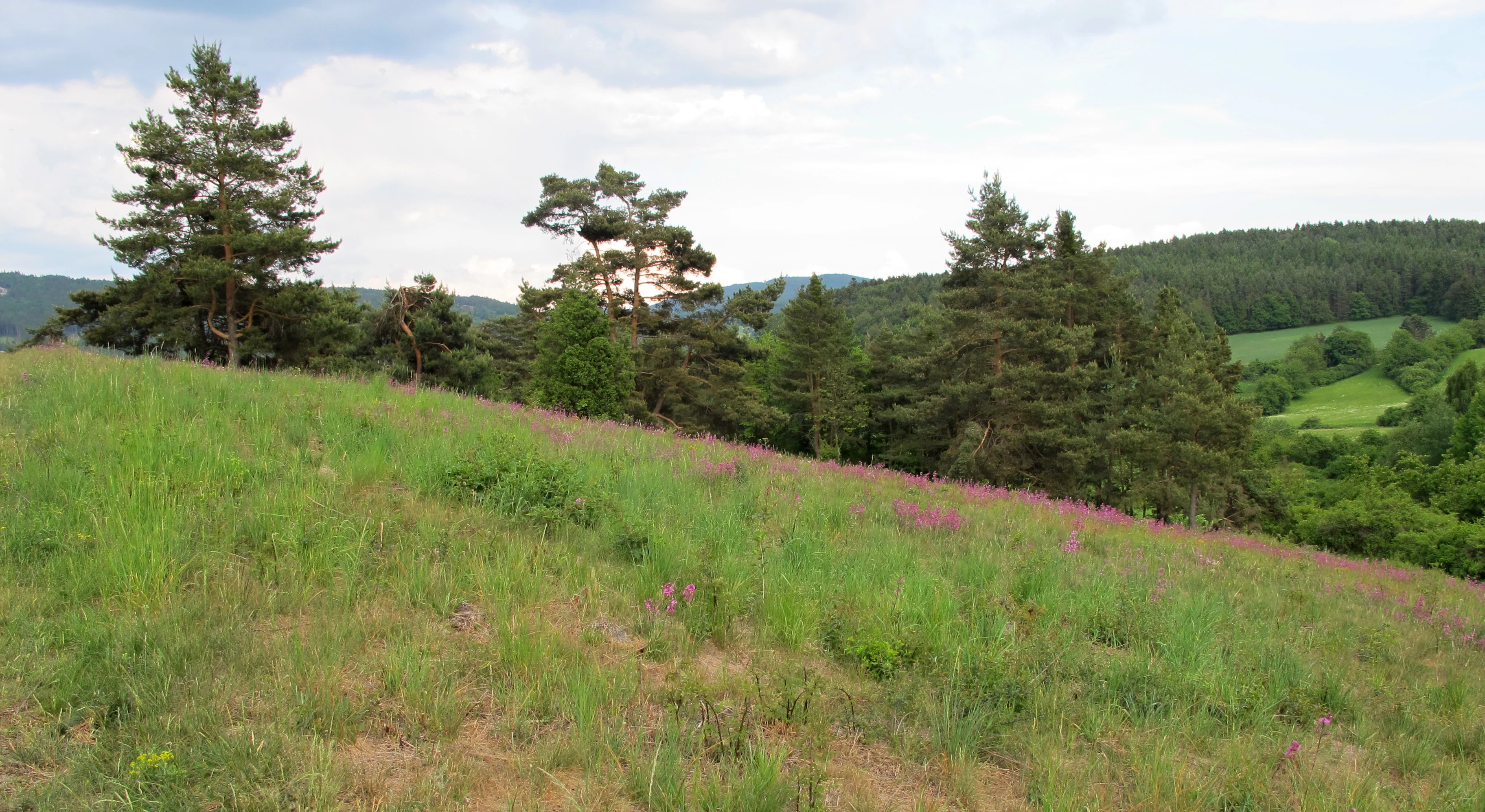 A gently sloping green meadow with patches of purple wildflowers in the foreground and a line of evergreen trees against a cloudy sky in the background.