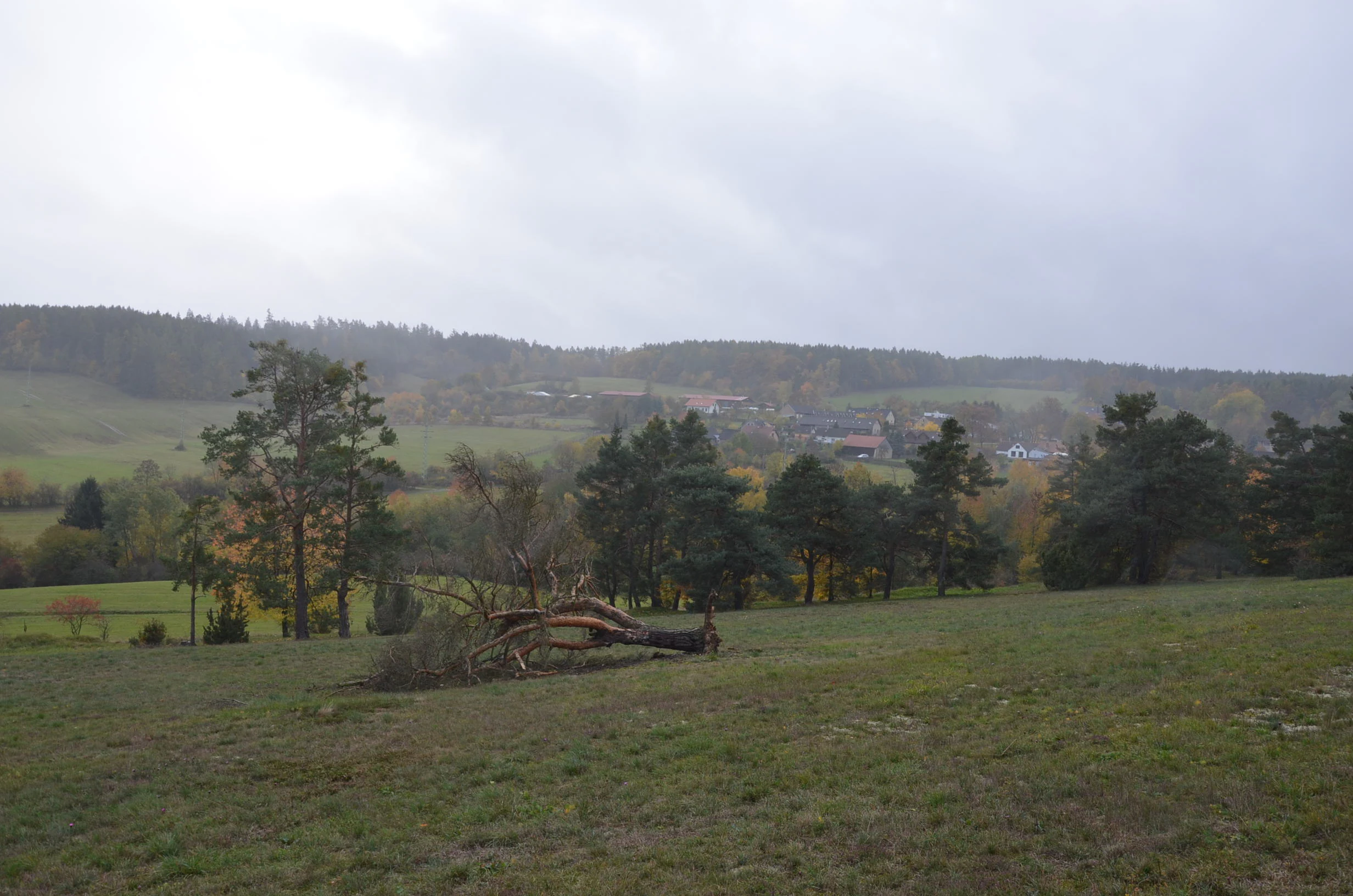 A wide landscape view of an open grassy hillside in the foreground, with scattered pine trees and a small village nestled in the background under a cloudy sky.