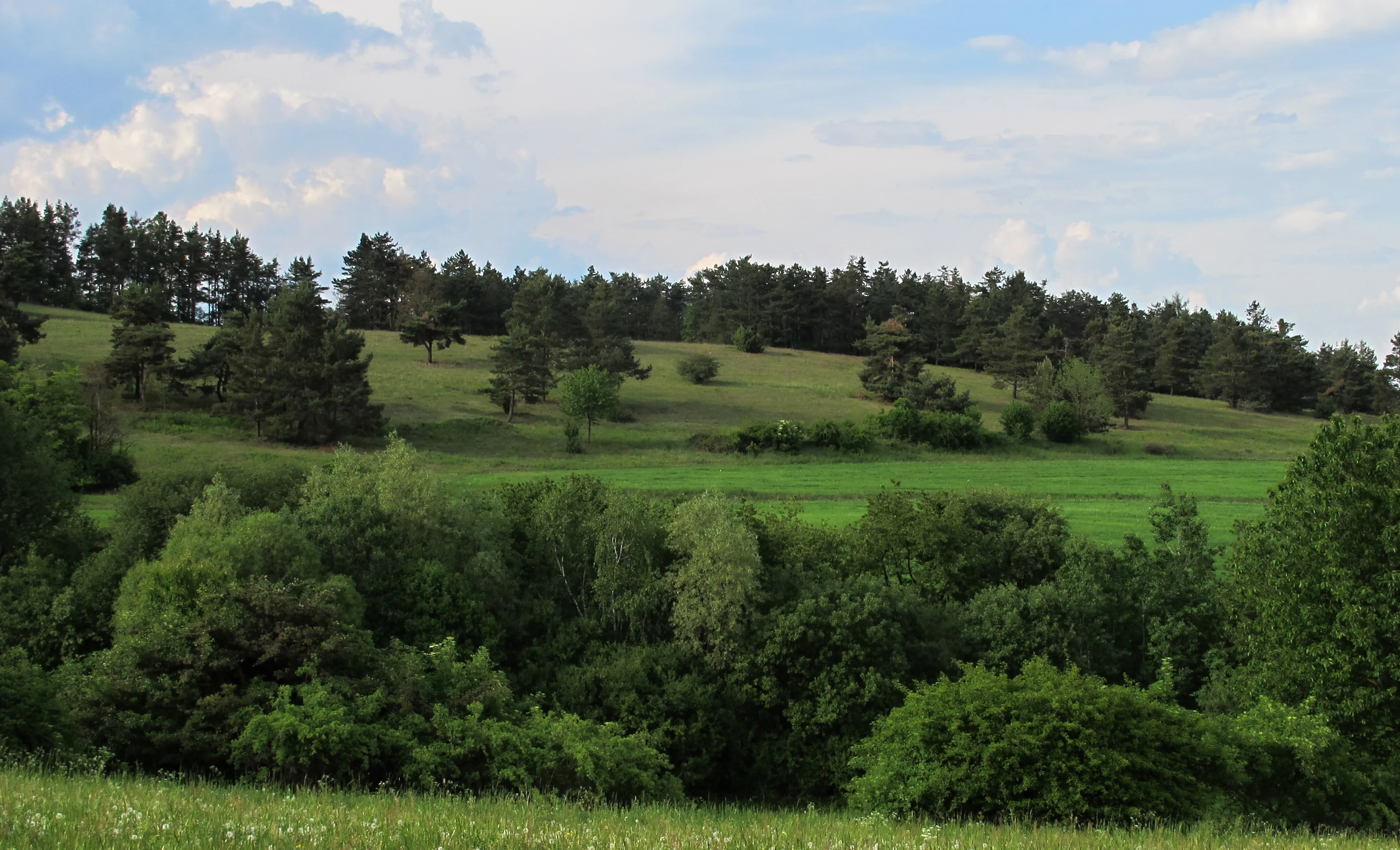 A wide view of a rolling green hillside with scattered trees and a dense line of forest in the background under a blue sky with light clouds.