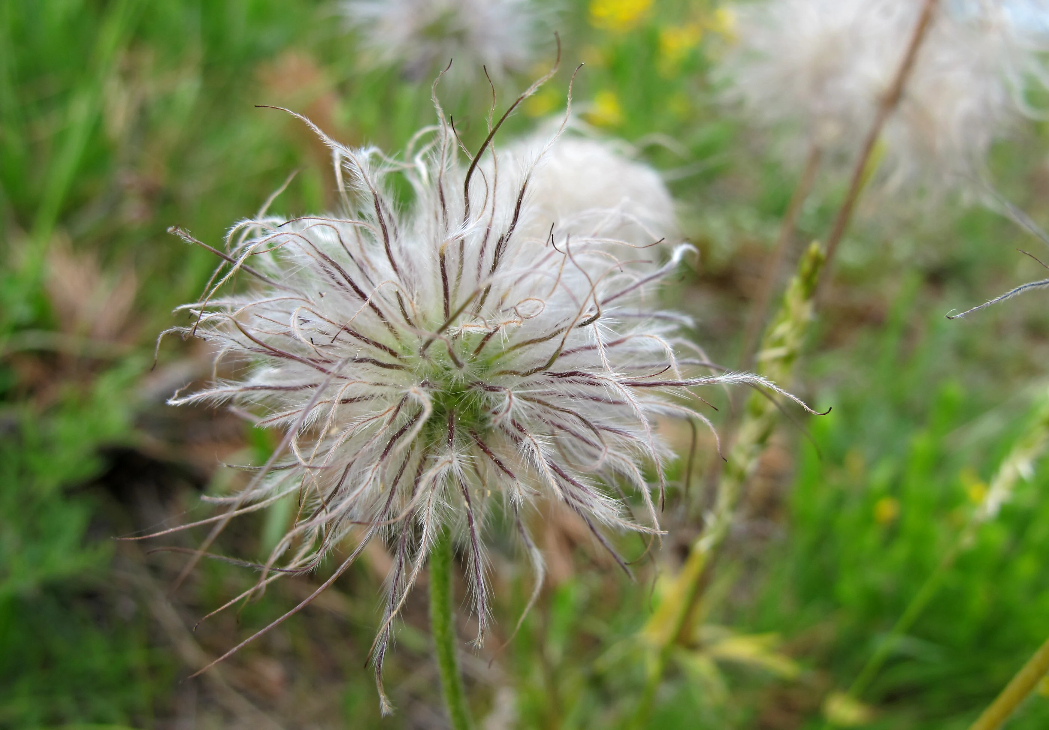A close up view of the fuzzy, wispy seed head of a Pulsatilla flower growing in a field of green grass.