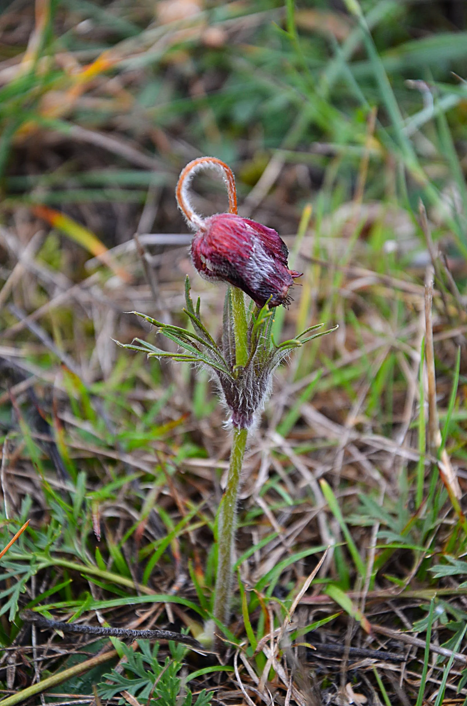 A close up view of a small, purple, nodding meadow pasque flower with fuzzy stems and leaves, growing in dry grass.