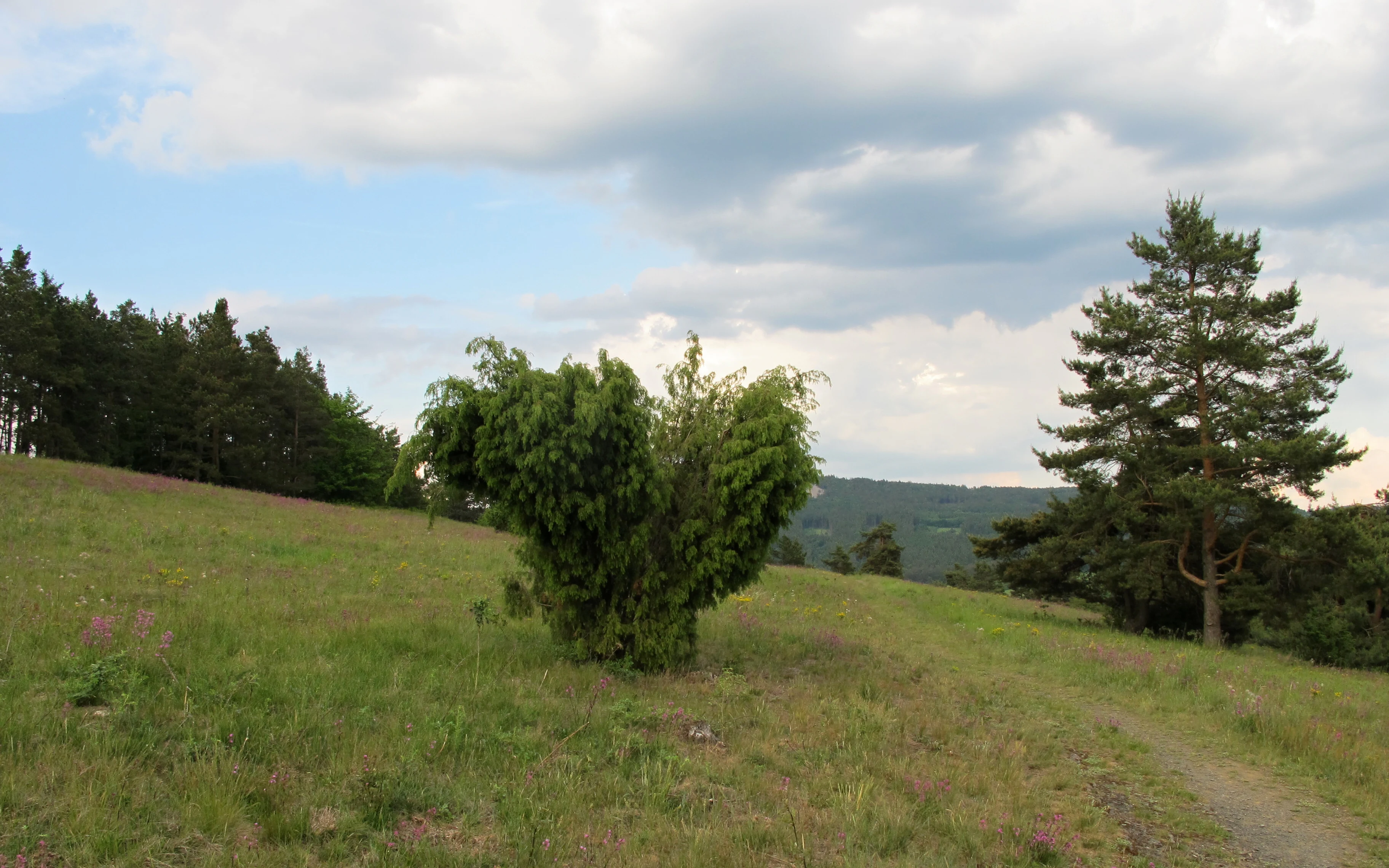 A slightly sloped grassy meadow with a prominent central shrub, a pine tree on the right, and a forest line in the background under a cloudy sky.