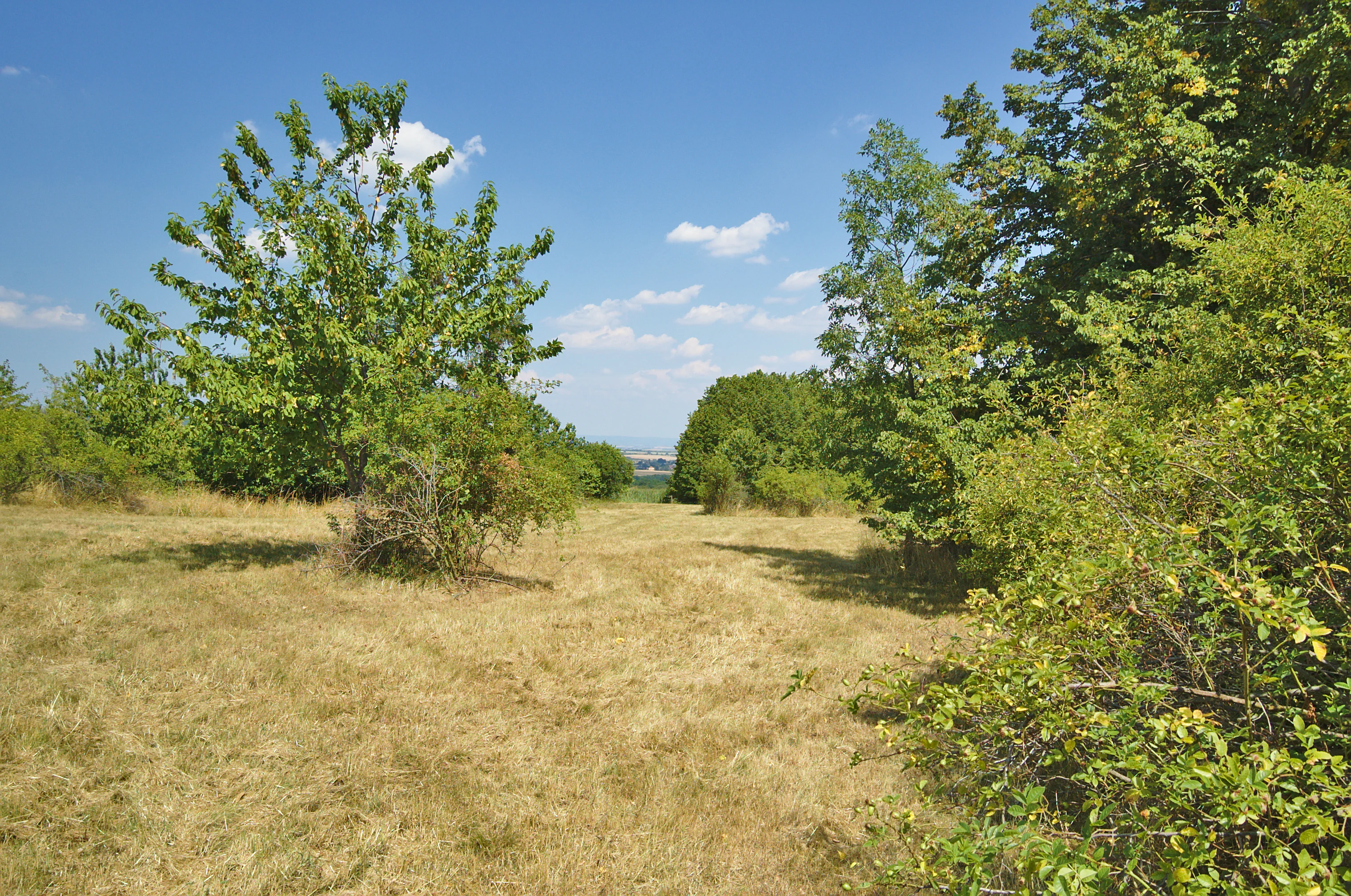 A sunny, eye-level view of a dry, golden-grass meadow dotted with trees and dense shrubs under a clear blue sky.