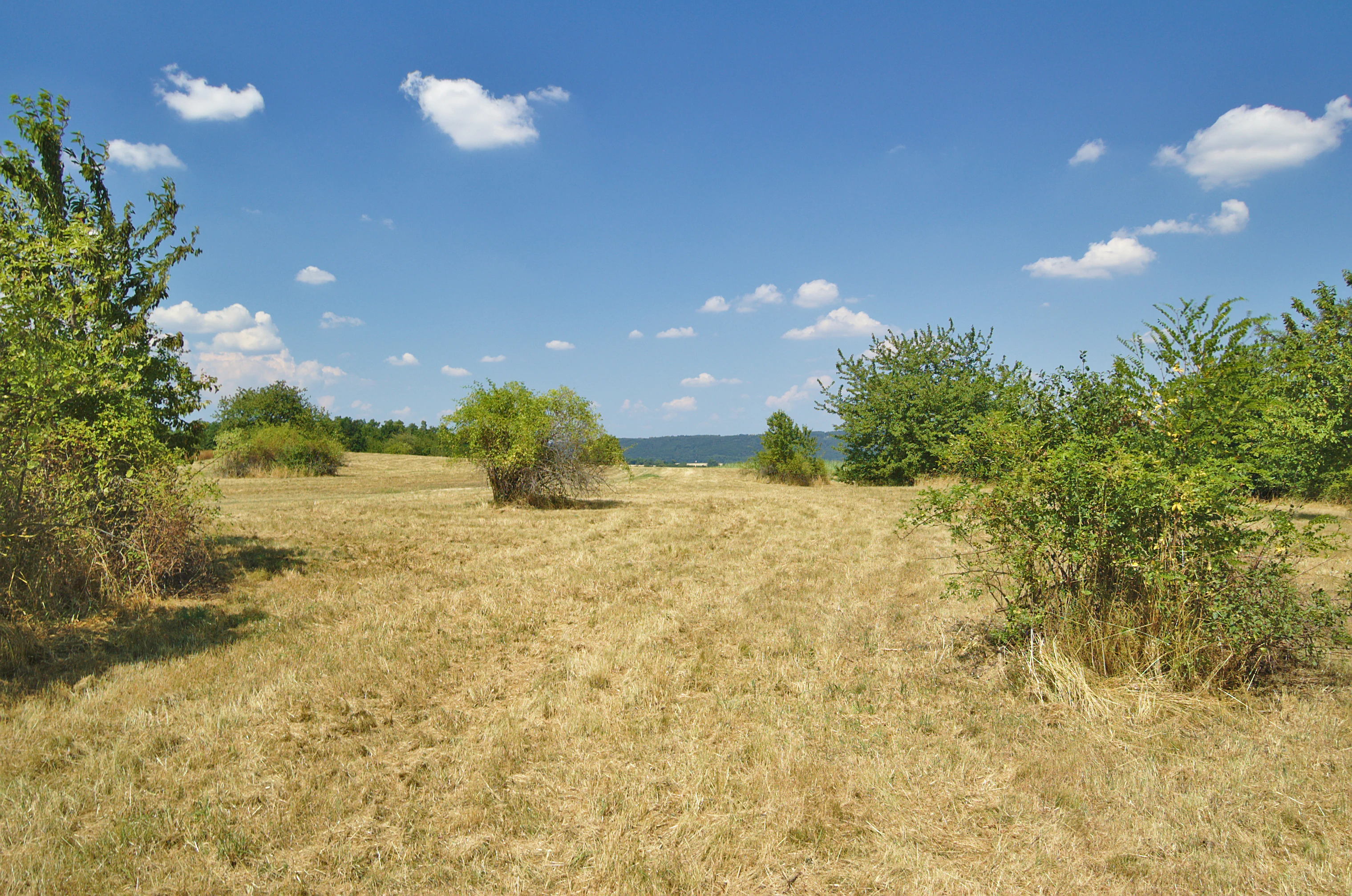 A wide, eye level shot of a dry, grassy field scattered with small bushes under a bright blue sky with light clouds.