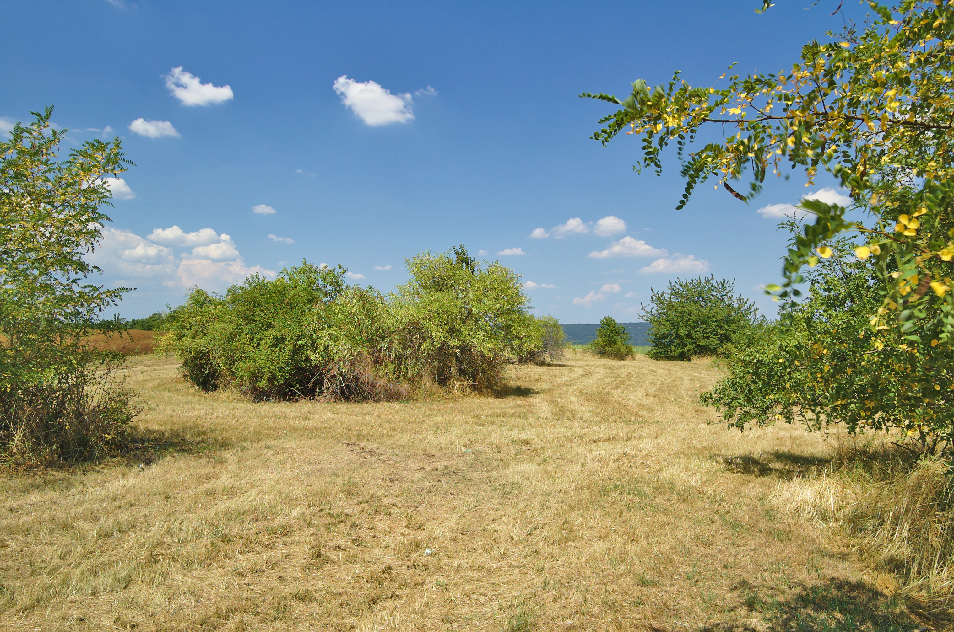 A wide view of dry, golden-yellow grassy terrain with sparse green shrubs under a blue sky with scattered clouds.