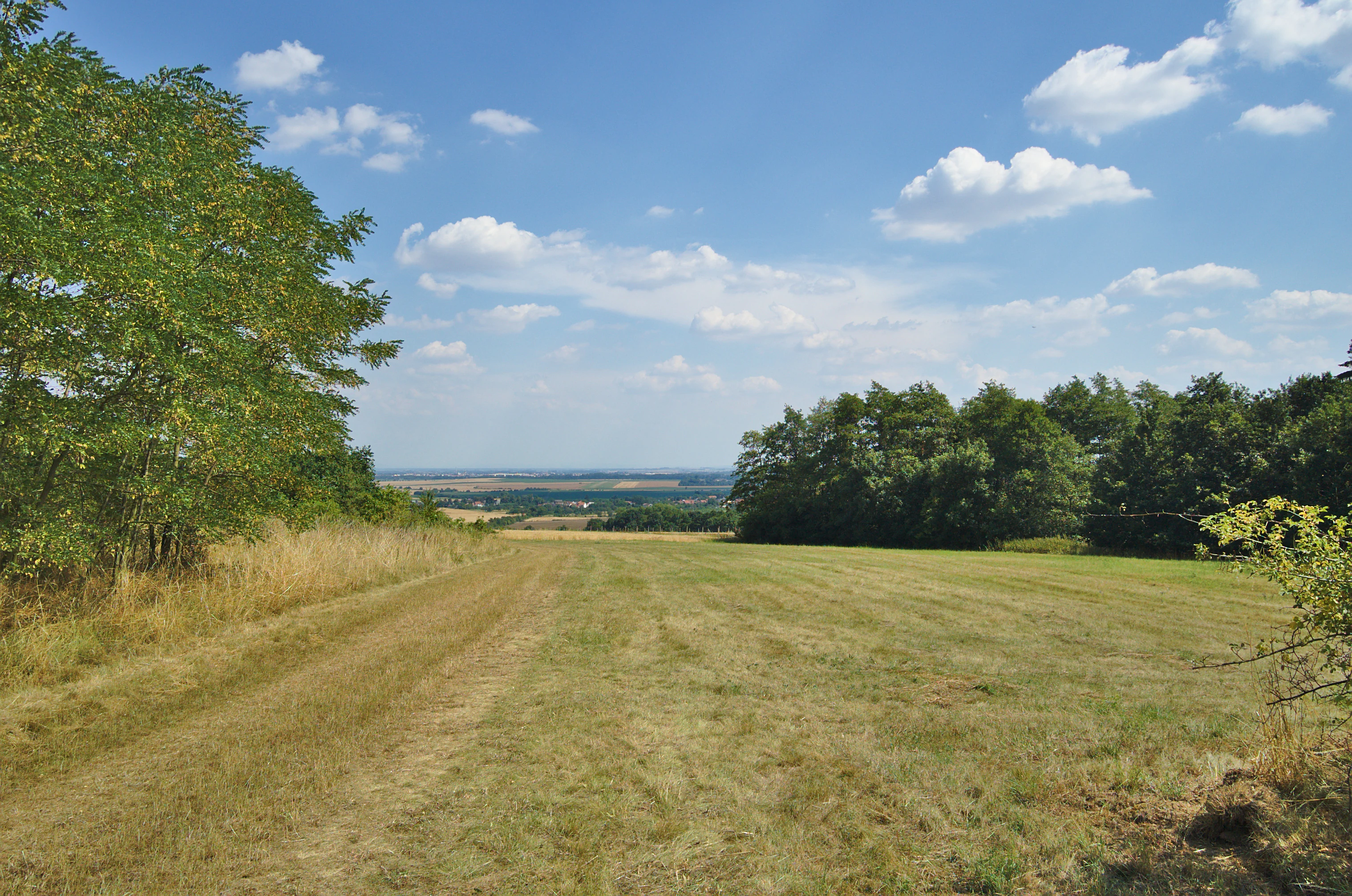 A wide, grassy meadow sloping downwards with mature trees on the left and a forest border on the right, under a clear blue sky with light clouds.