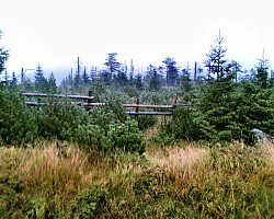 A view of the summit area at Na kneipě showing tall grasses, small conifers, and a wooden fence running across the middle ground.