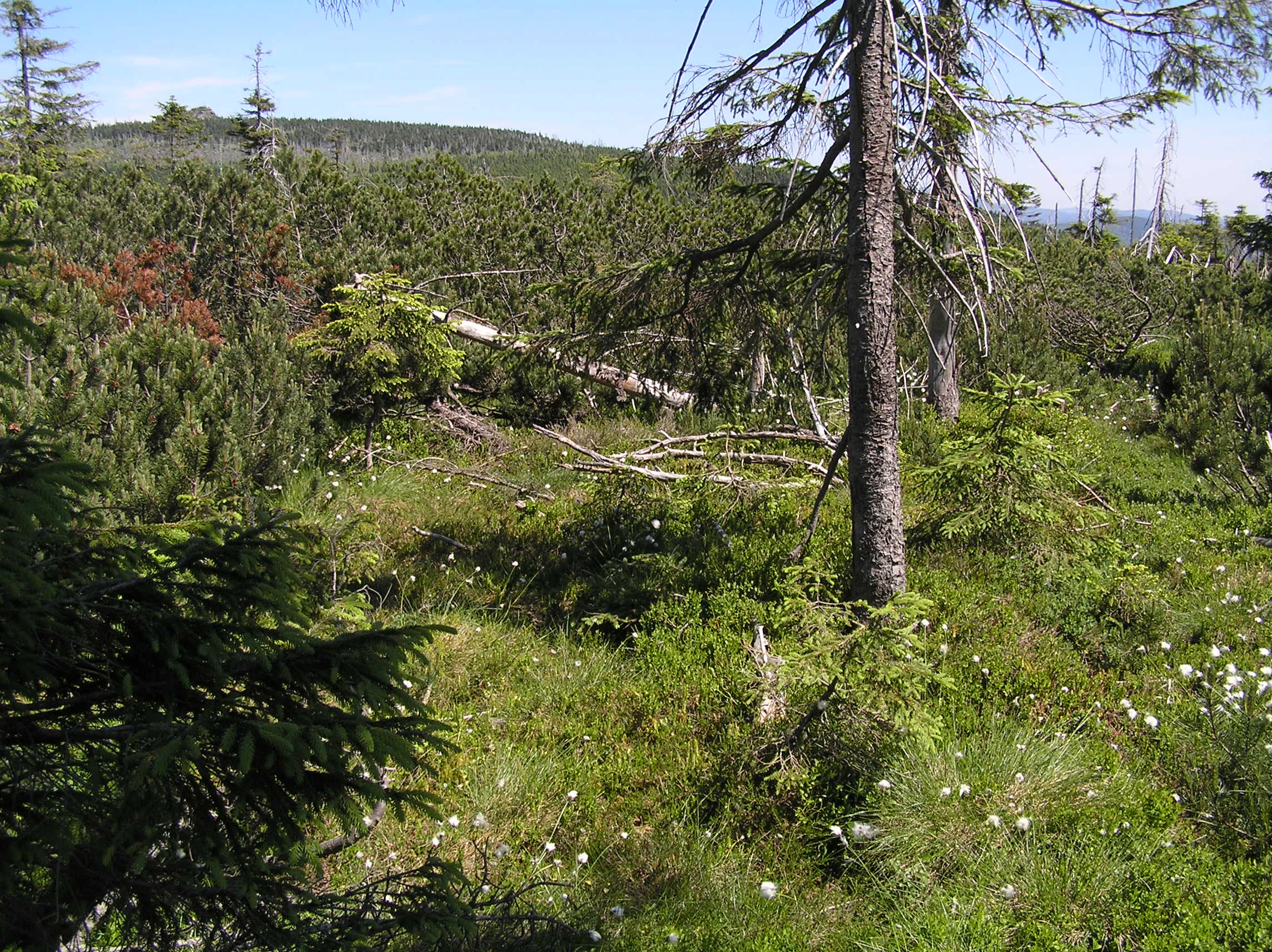 A sunny scene in a peat bog with low-lying green shrubs, scattered spruce trees, and small white flowers on the forest floor, with a hilly landscape in the background.