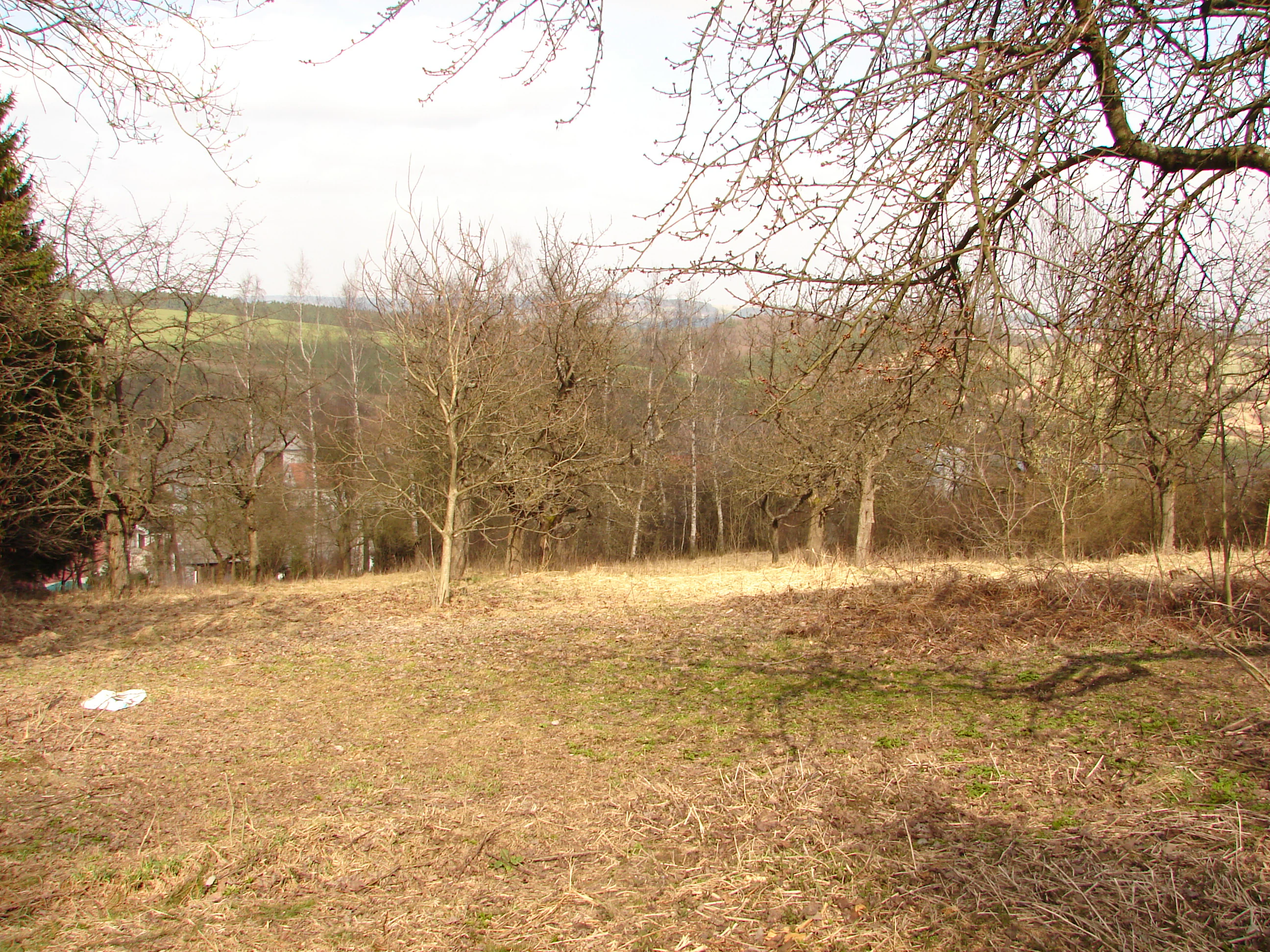 A wide view of a dry, dormant meadow area with several leafless deciduous trees and a small cluster of forest in the background, characteristic of a rural orchard landscape.