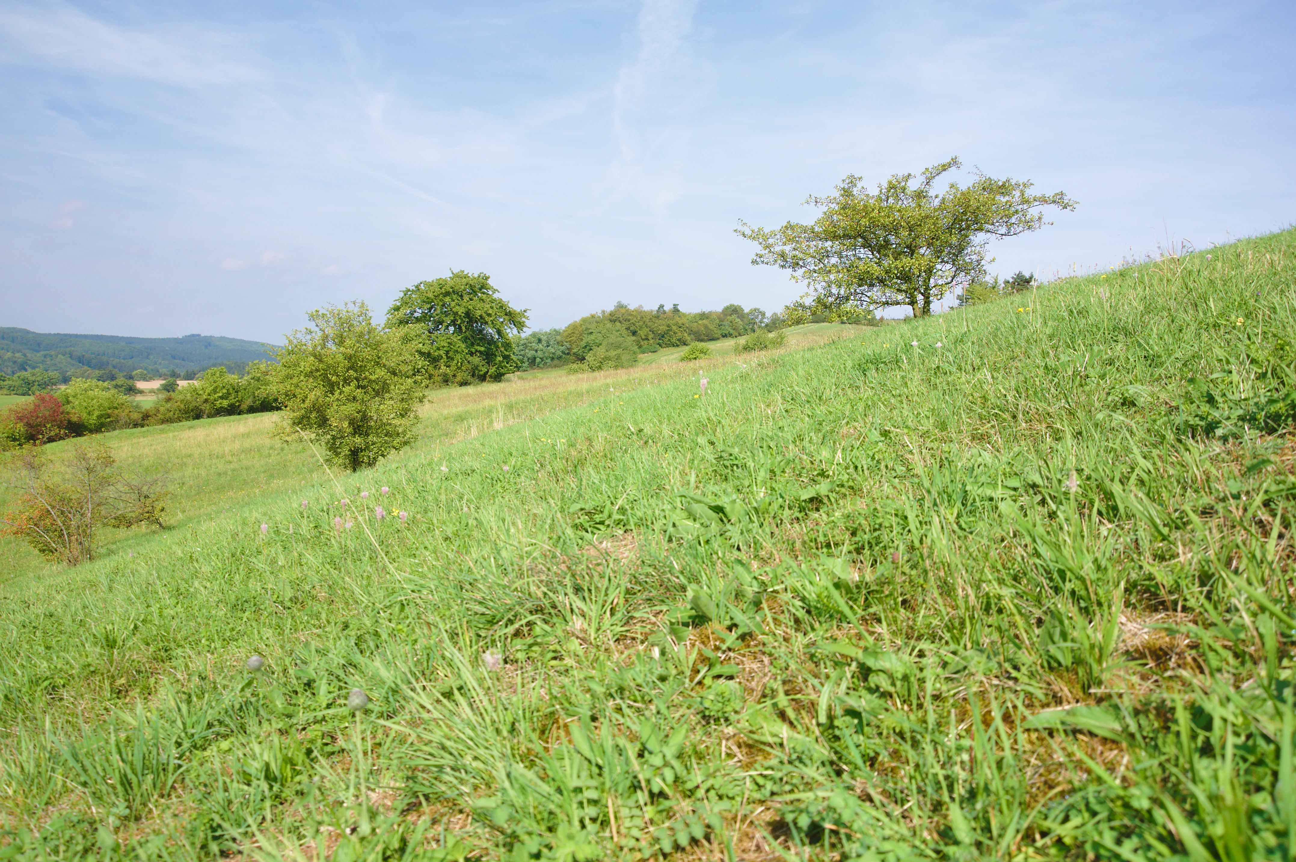 A wide angle view of a grassy, sloping hillside with scattered bushes and trees under a clear, bright blue sky.