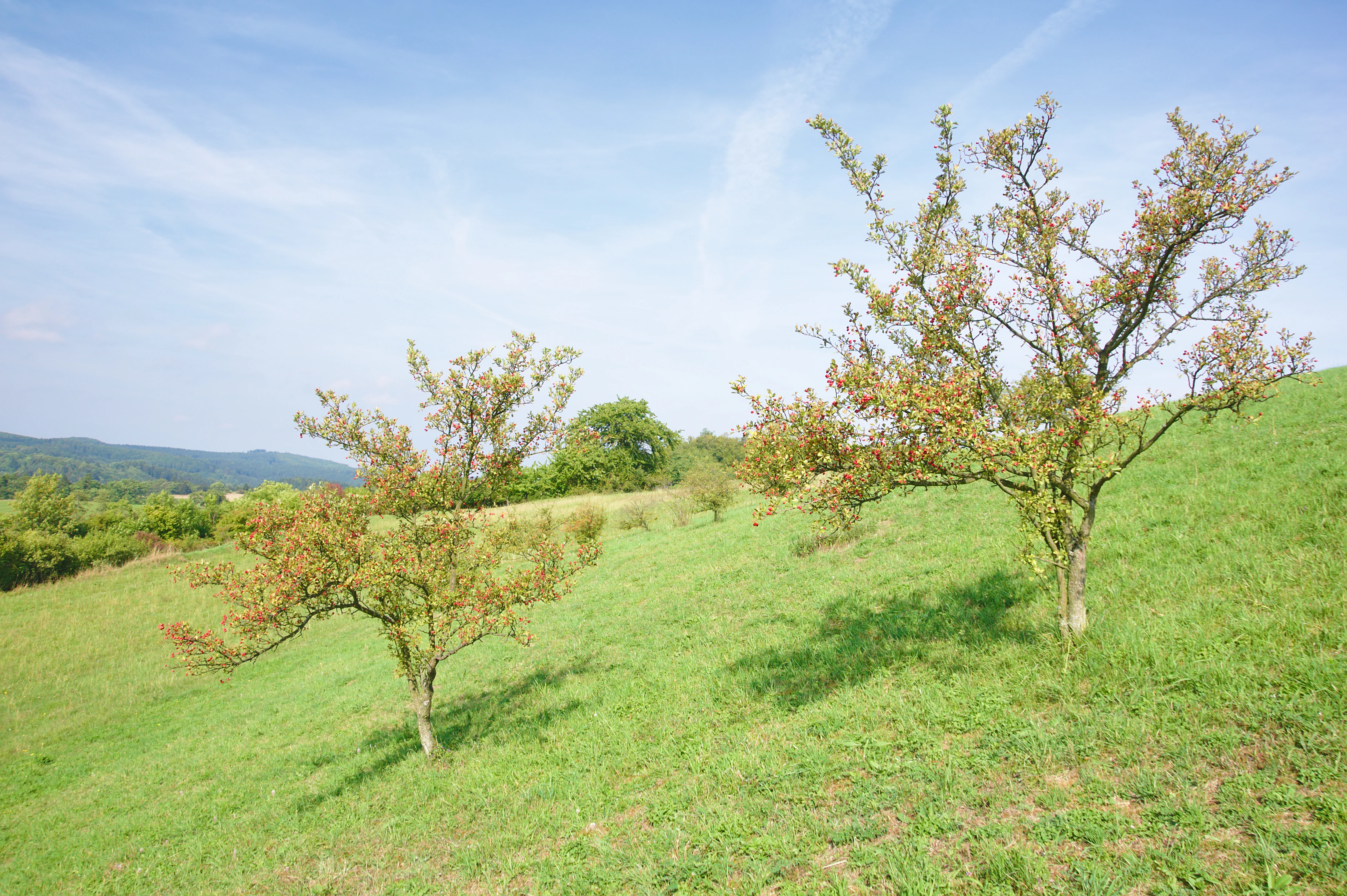 A gentle grassy slope in the daylight featuring two sparse fruit trees in the foreground, with rolling hills visible in the background under a light blue sky.