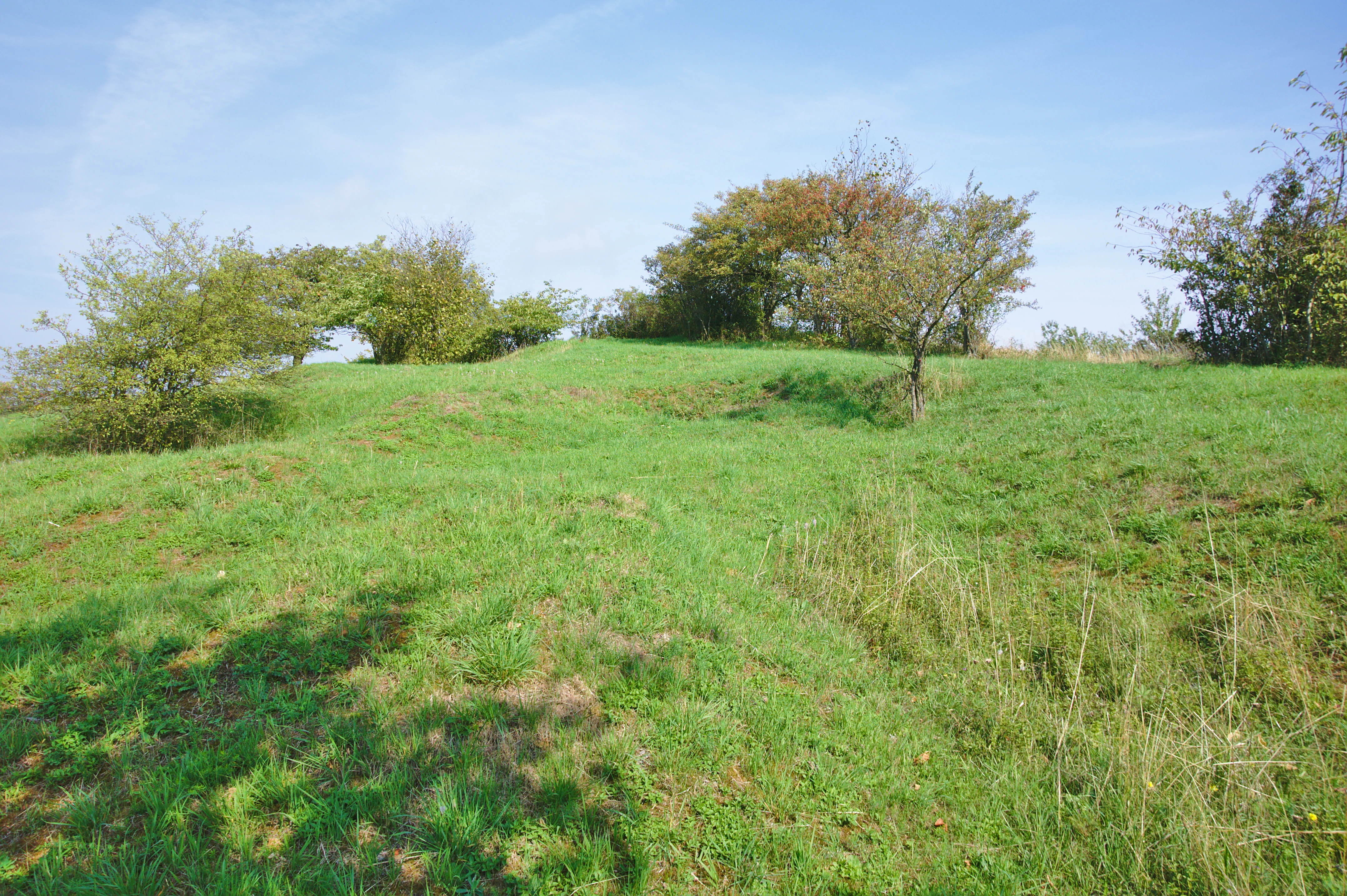 A gently rolling green grassy hillside with scattered small trees and shrubs under a clear blue sky.