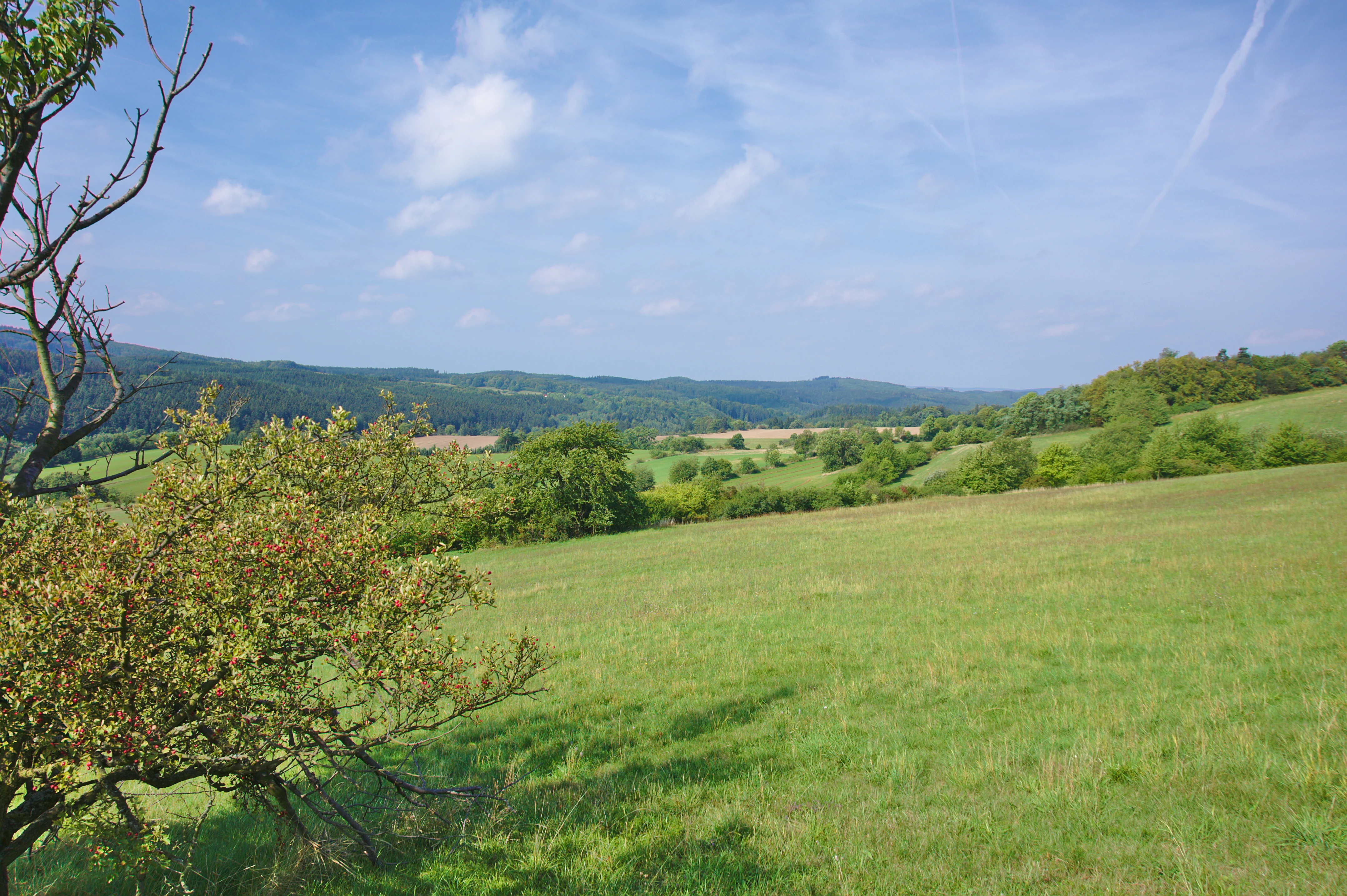 A wide view of a sloping green meadow in the foreground with mature trees to the left and forested hills under a blue sky in the background.