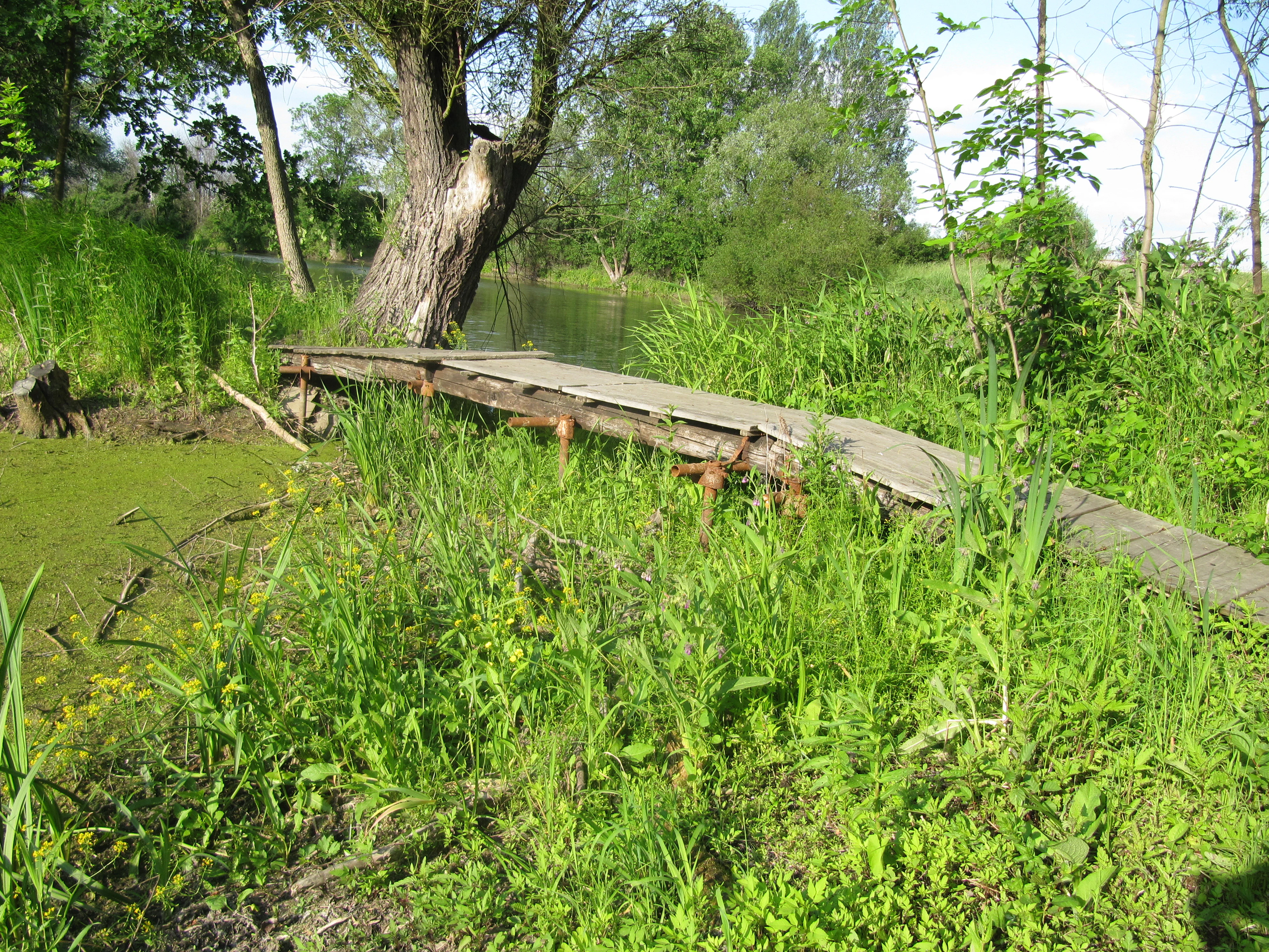 A narrow, rustic wooden footbridge spanning over a green, algae-covered water channel, surrounded by dense grasses, shrubs, and trees in a nature reserve.