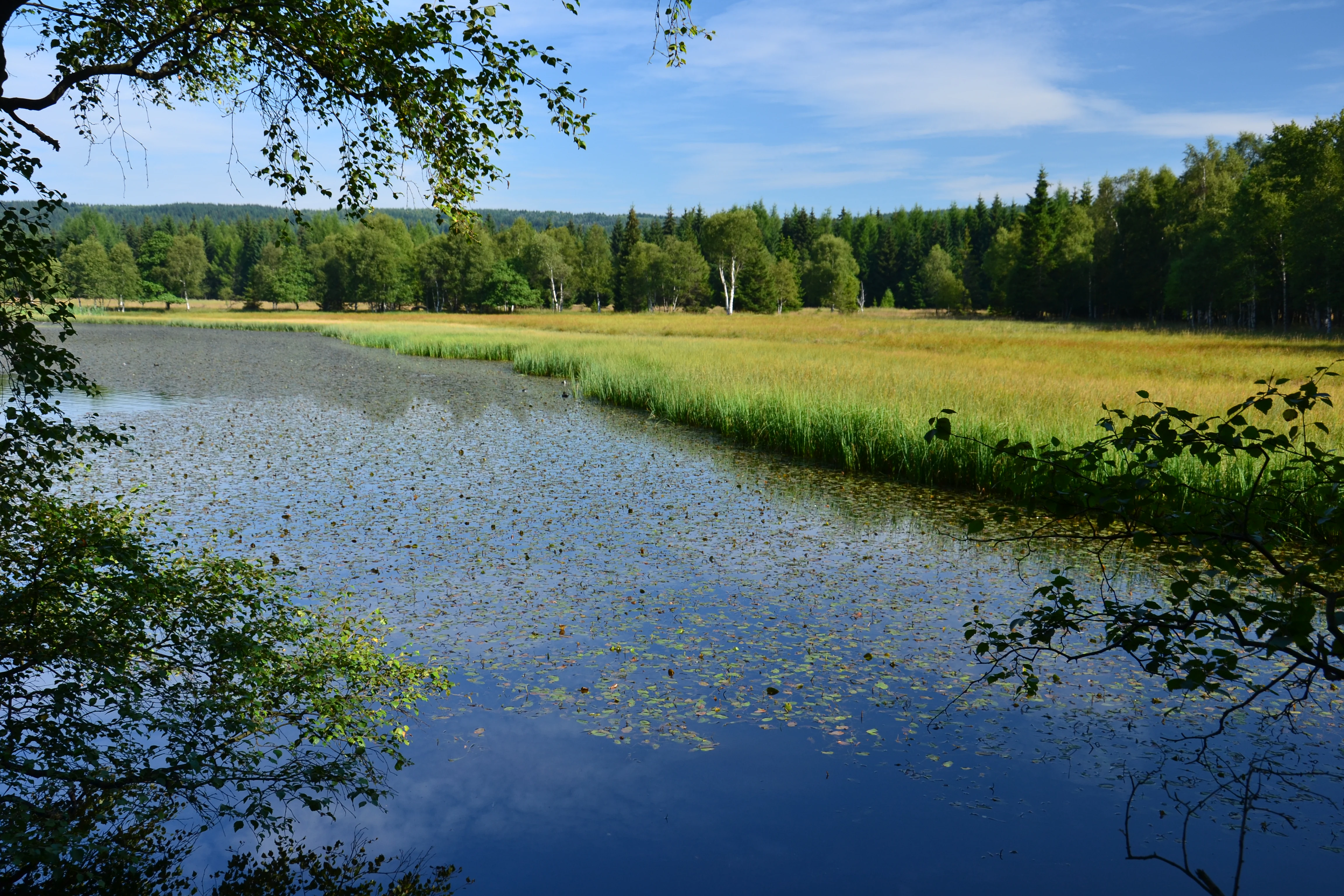 A peaceful pond framed by foreground tree branches with a grassy meadow and dense forest in the background.