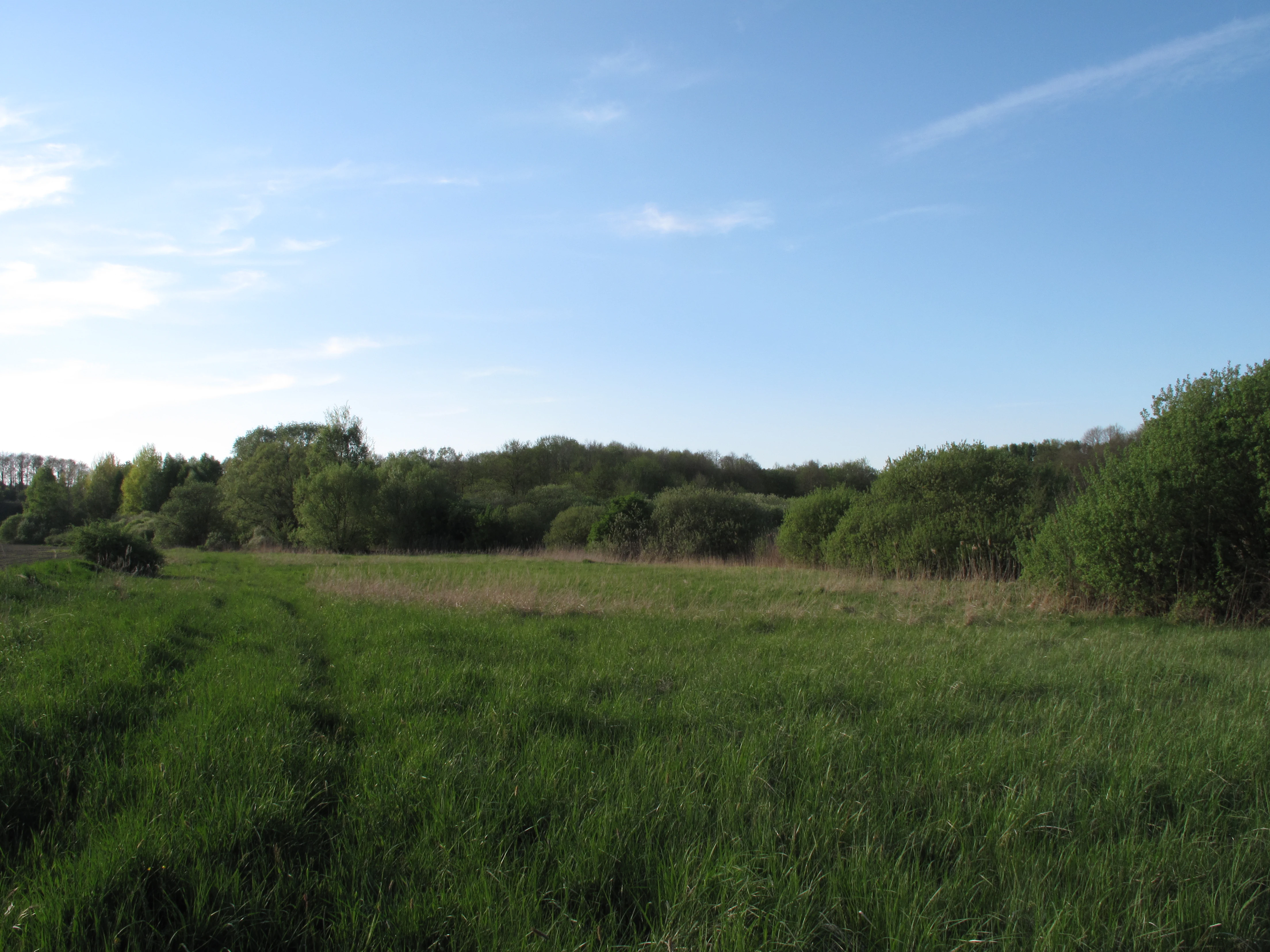 A wide shot of a green, grassy meadow bordered by a dense forest under a clear blue sky.