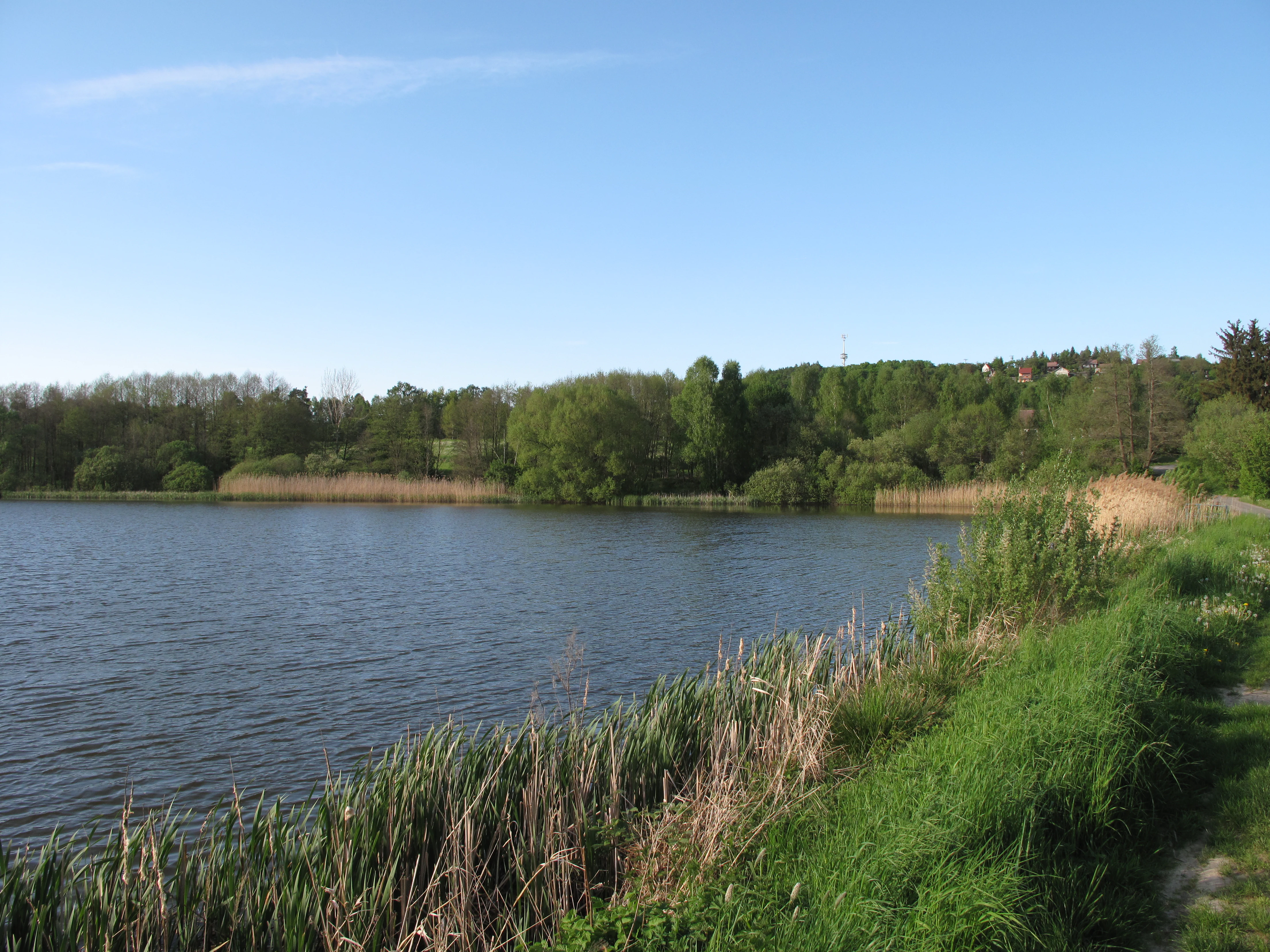 A calm pond with grassy banks and reeds, surrounded by a lush green forest under a clear blue sky.