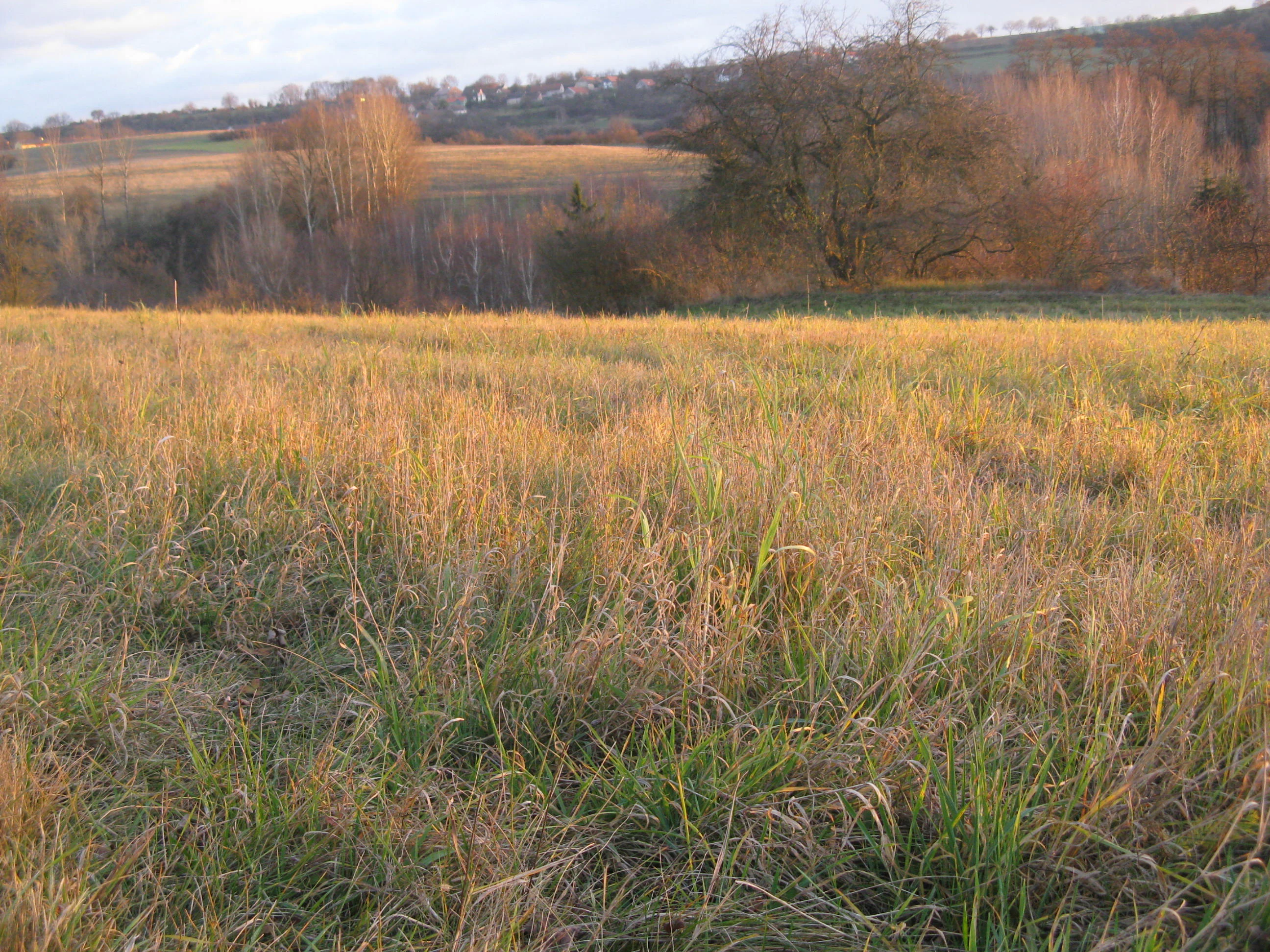 A slightly elevated view of a grassy field bathed in soft, golden light, with scattered trees and a distant hillside in the background.