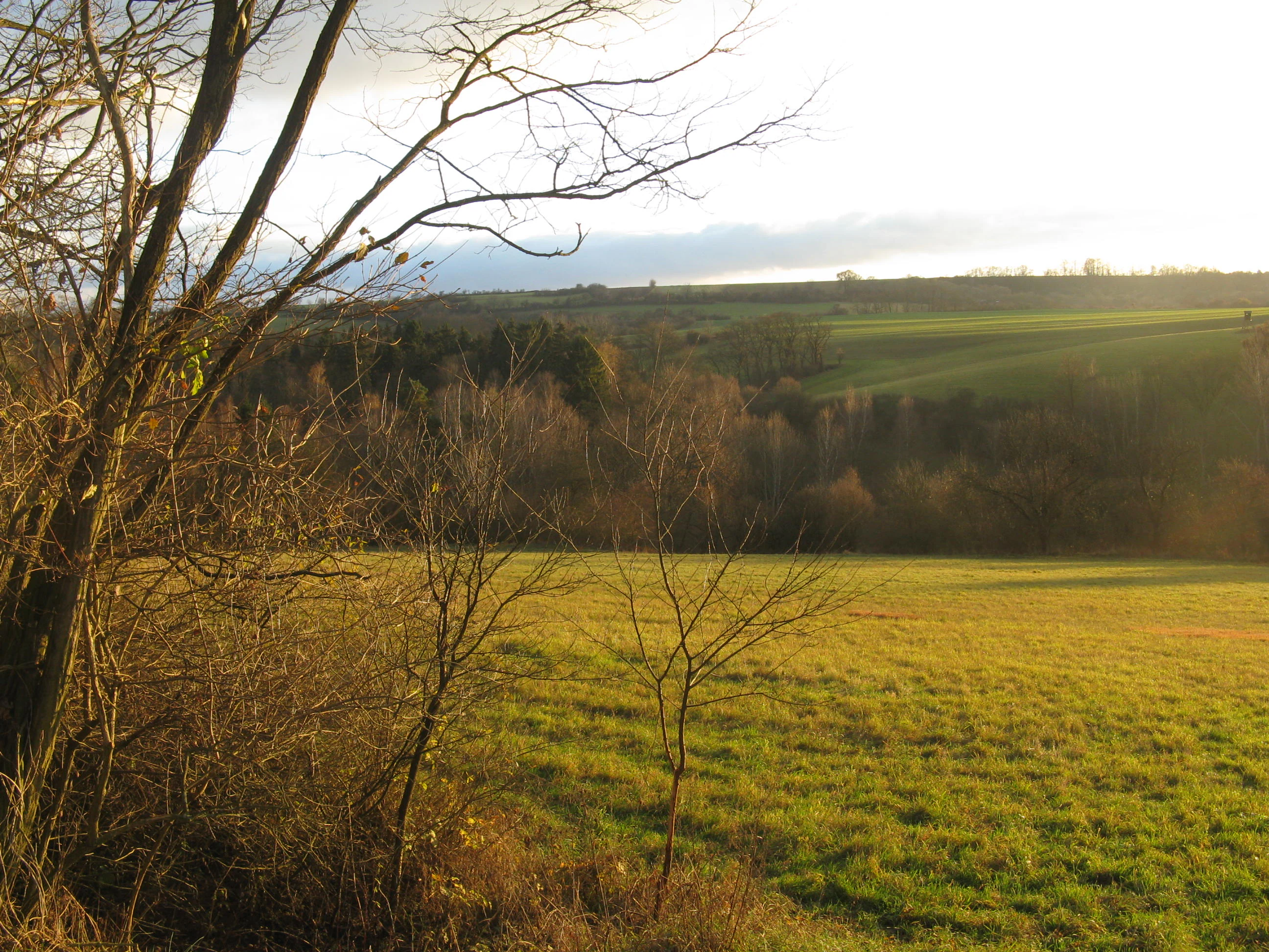 A gently sloping green meadow bathed in soft golden light, with bare trees in the foreground and a distant line of forest under a cloudy sky.