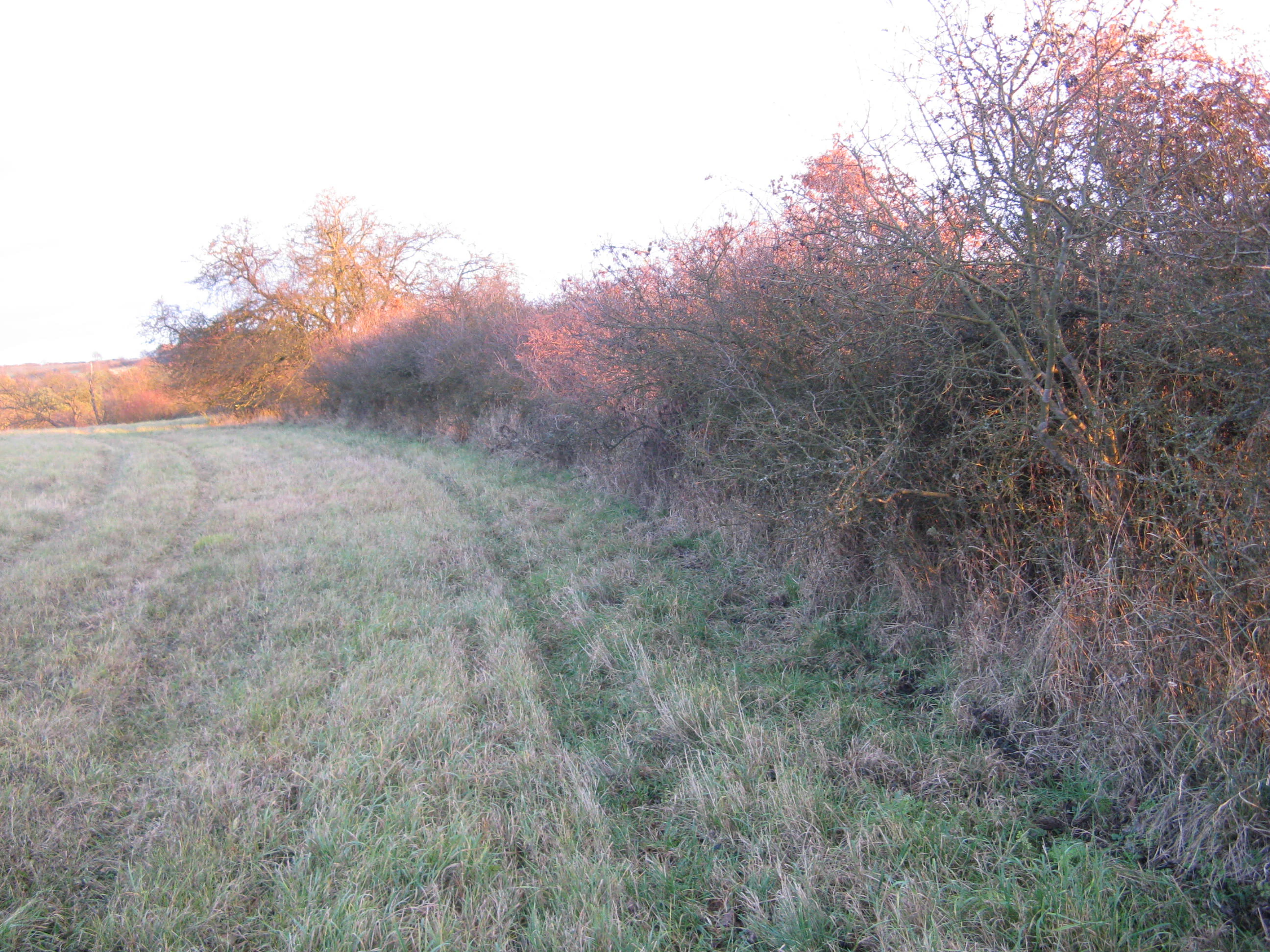 A view of a grassy slope transitioning into a line of dense, dormant shrubs under golden-hour lighting.