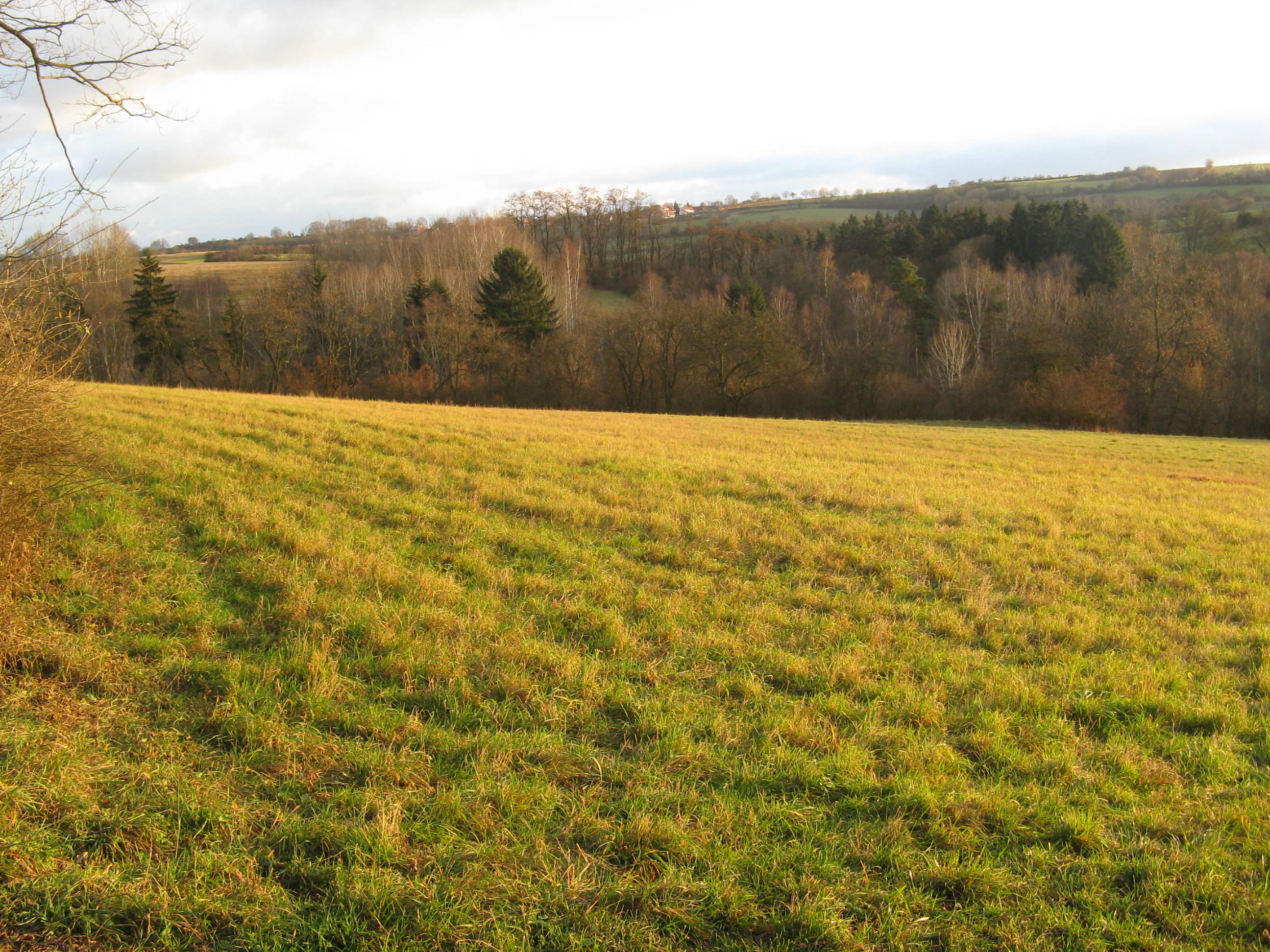 A wide view of a sunlit, grassy meadow on a gentle hillside, with a line of trees and rolling hills in the background during late afternoon.