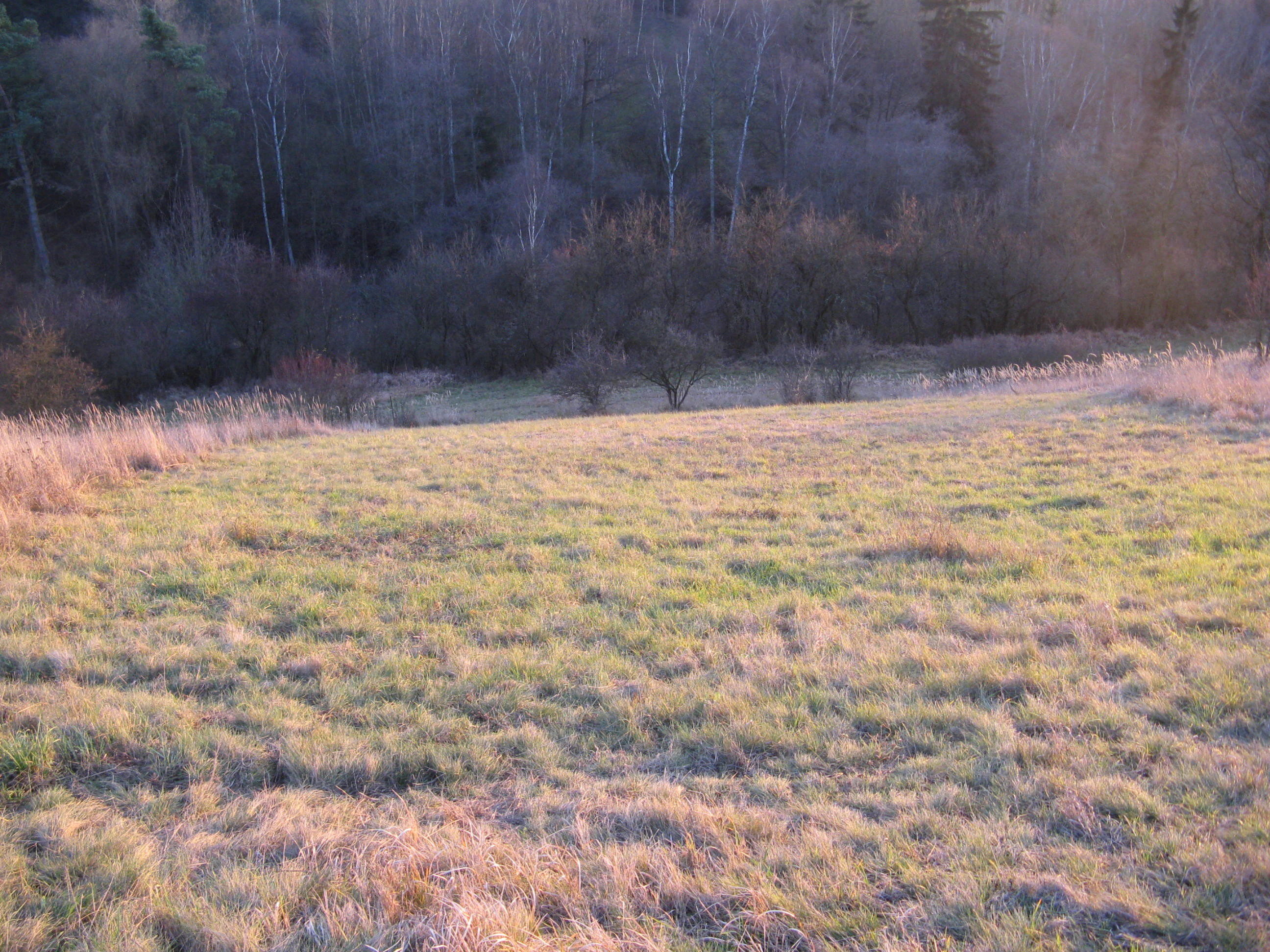 A sloped, grassy field illuminated by golden hour light, with a dense, shadowy forest line in the background.