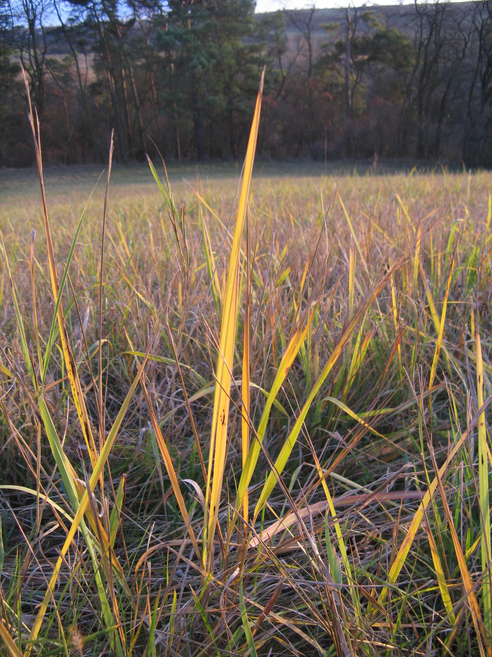 A close up view of tall, yellowed grass blades in the foreground of a meadow, with a blurred treeline and a slope in the background.