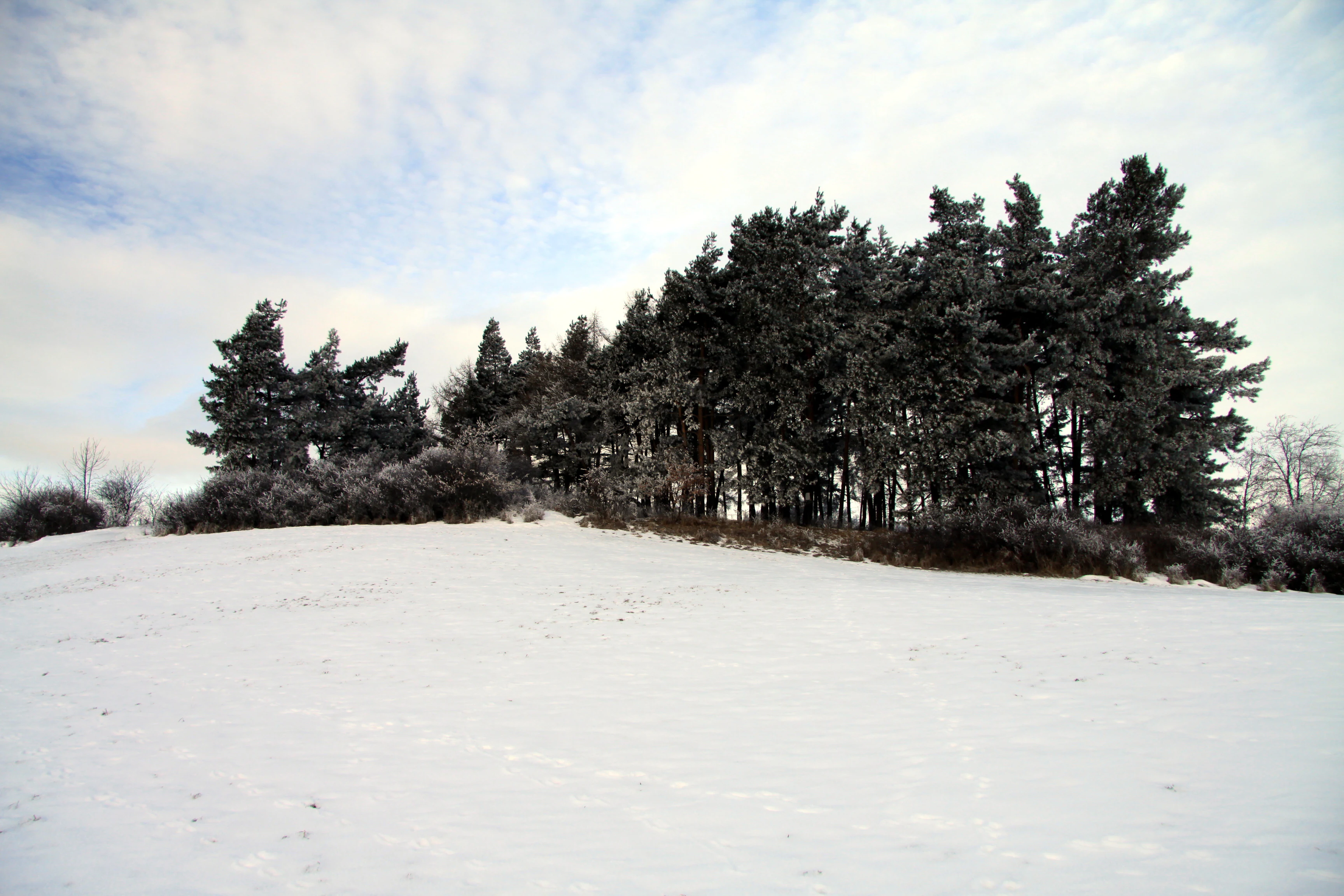 A snow-covered hill in the Czech Republic with a stand of evergreen trees.