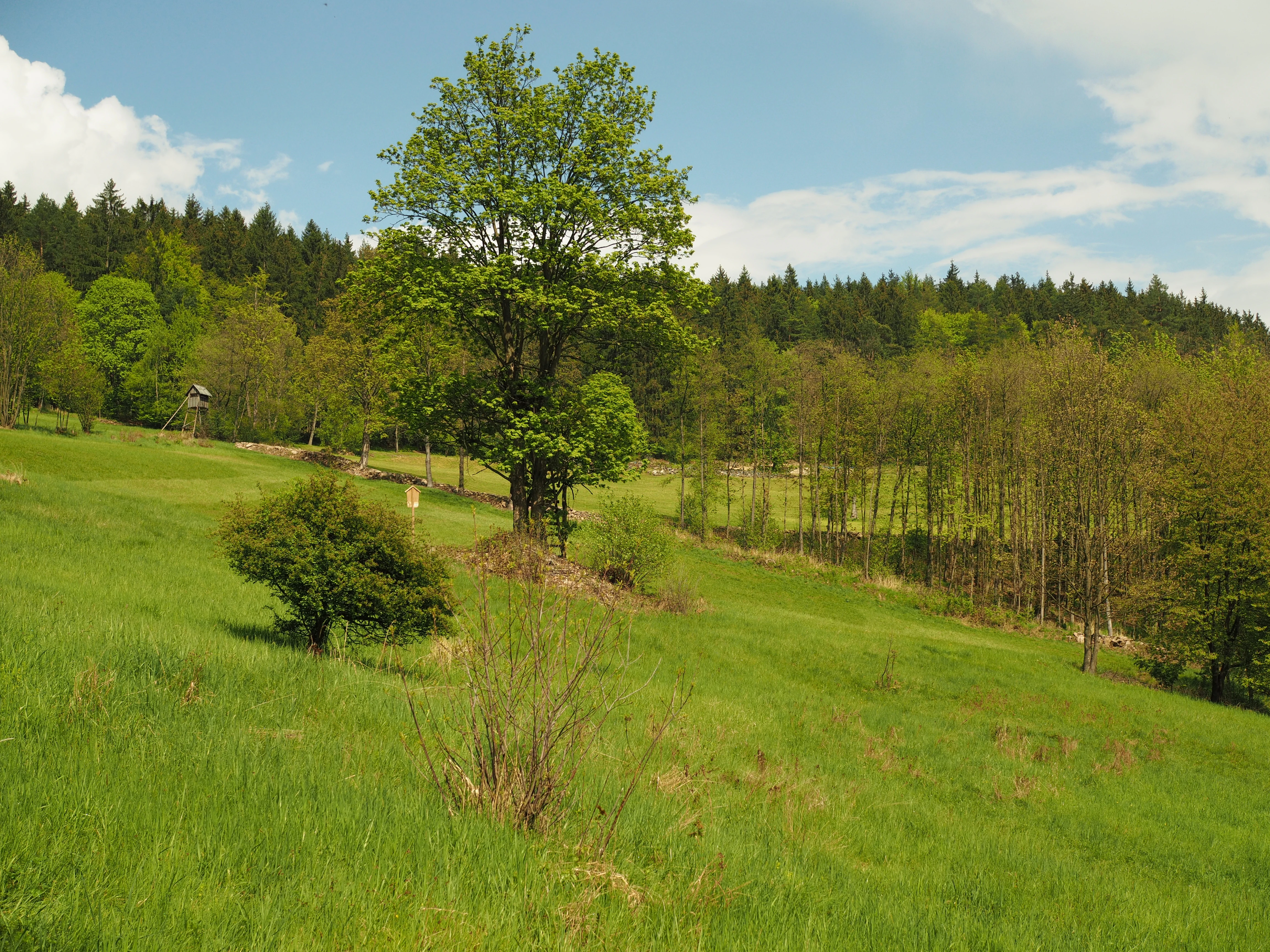A green grassy meadow with scattered trees and shrubs leading up to a dense forest under a blue sky.