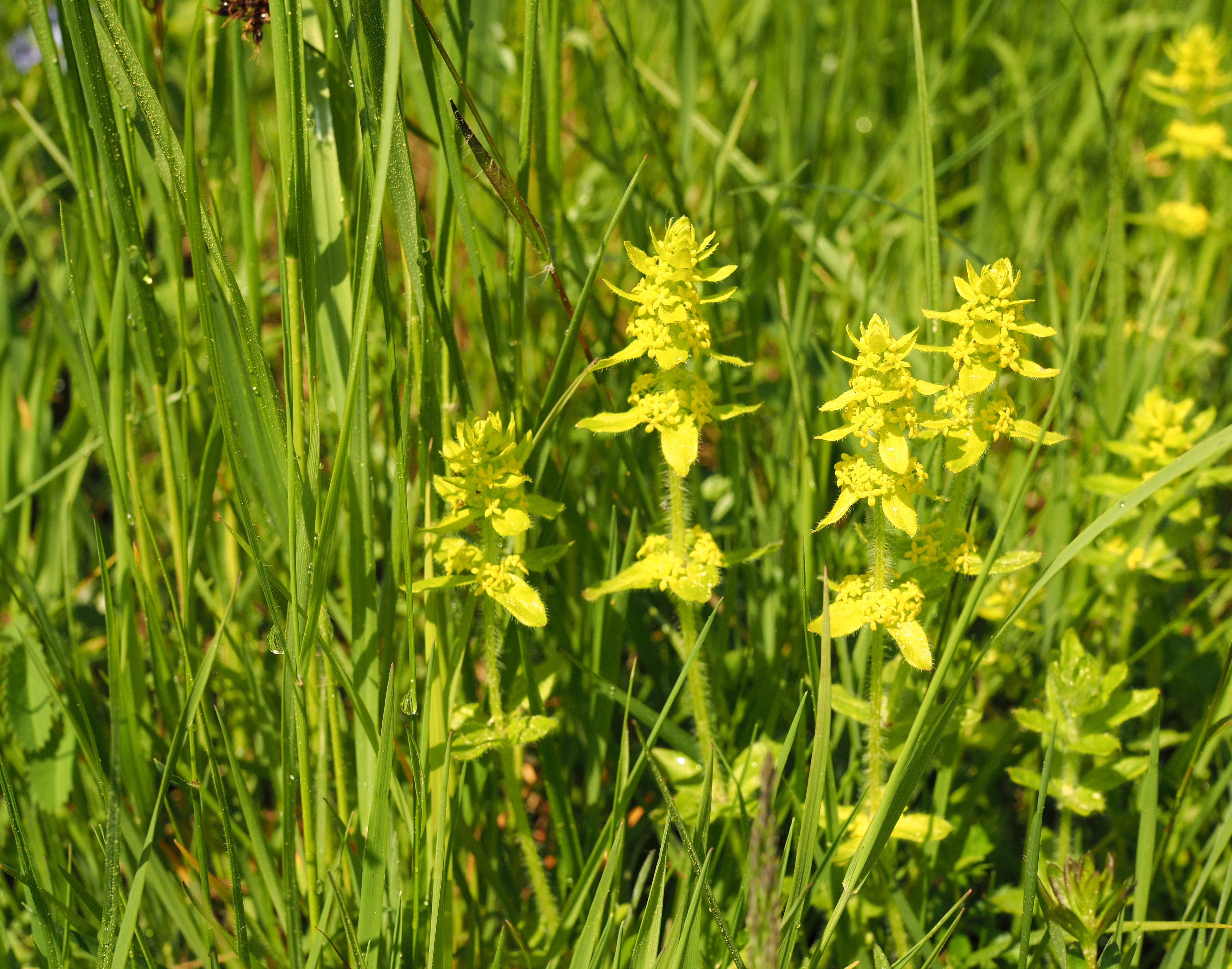 A cluster of yellow crosswort flowers surrounded by tall green meadow grasses.