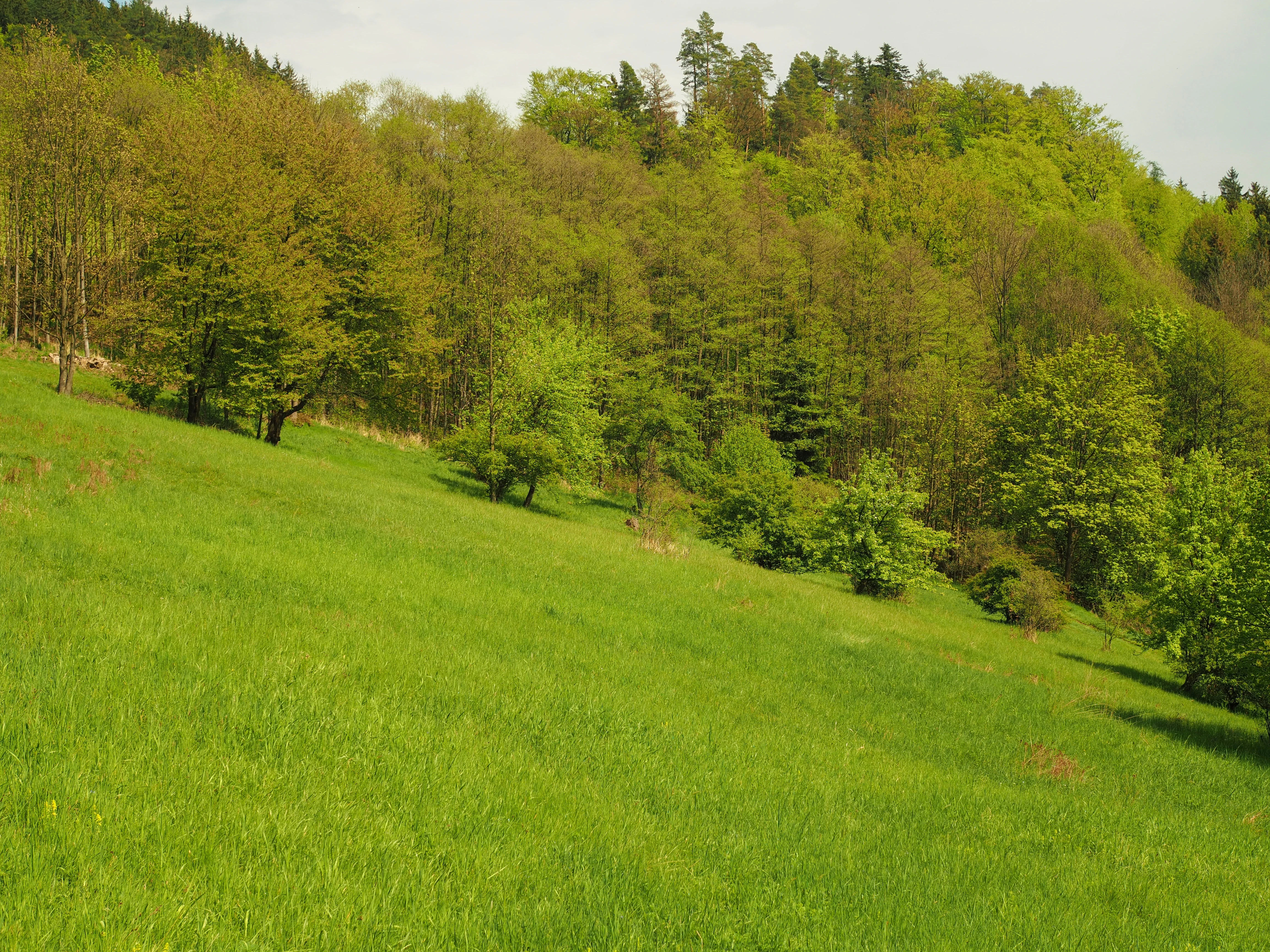 A wide, sloping green meadow in the foreground with scattered trees leading up to a dense, leafy deciduous forest covering a hill in the background.