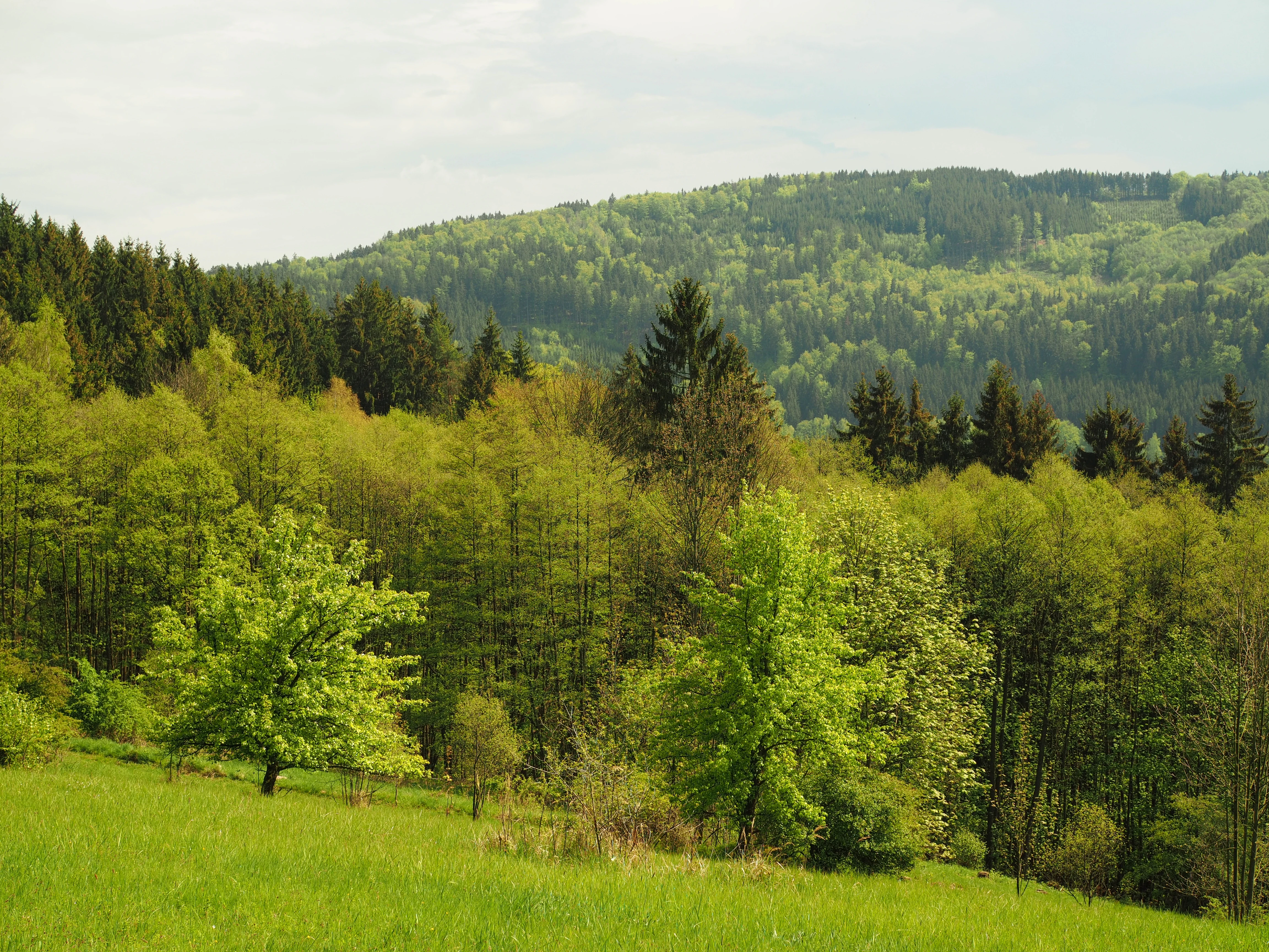 A green spring meadow in the foreground leading into a dense forest of deciduous and coniferous trees on a rolling hillside.